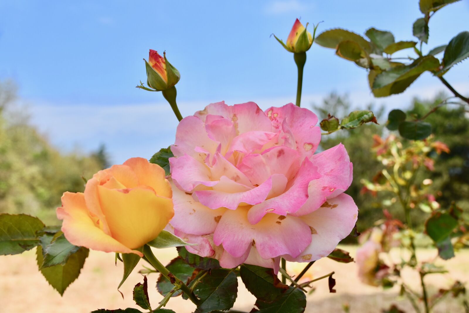 Nikon D5600 sample photo. Flower, roses, rosebuds photography