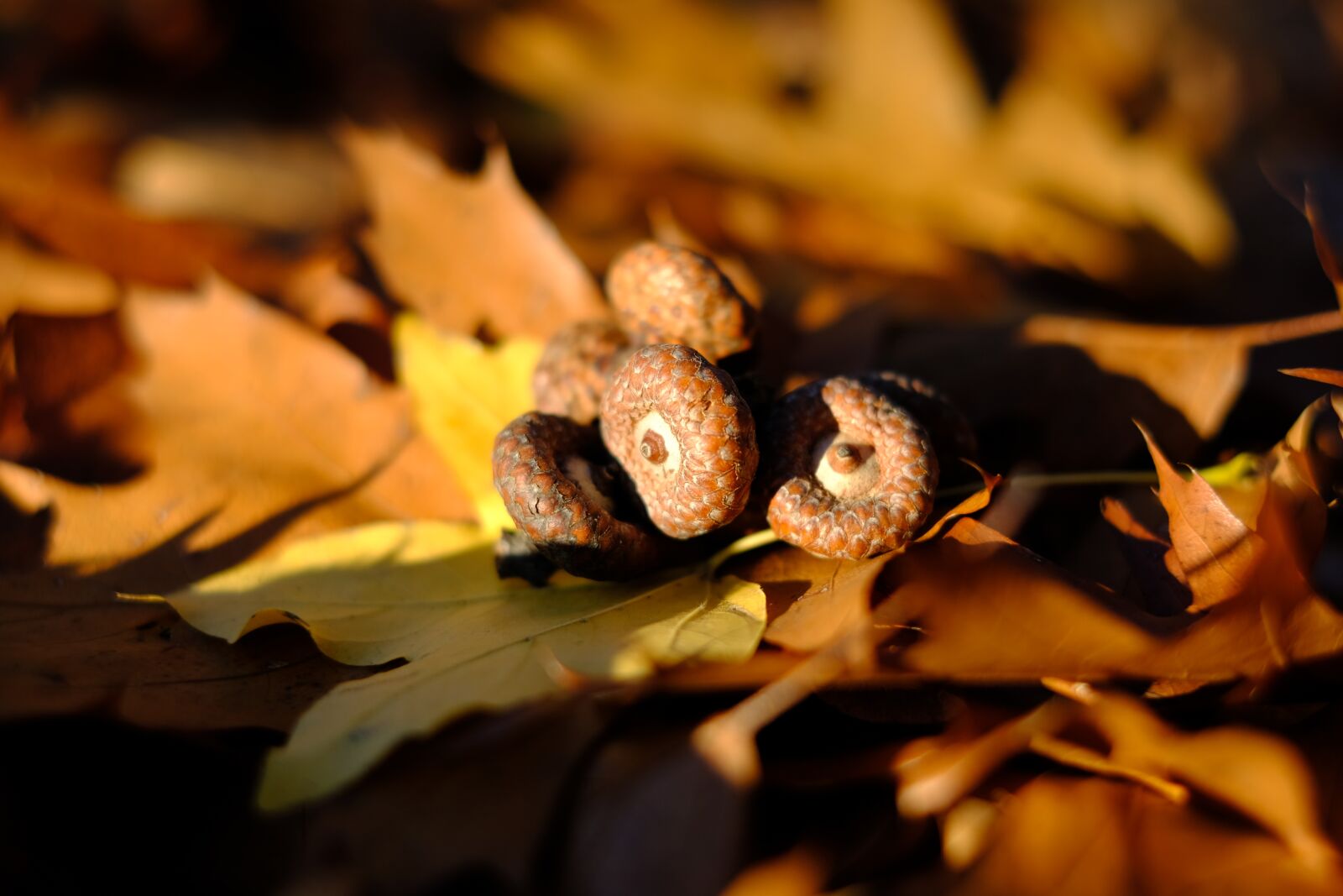 Fujifilm X-T2 + Fujifilm XF 35mm F1.4 R sample photo. Acorn, leaves, fruit cups photography