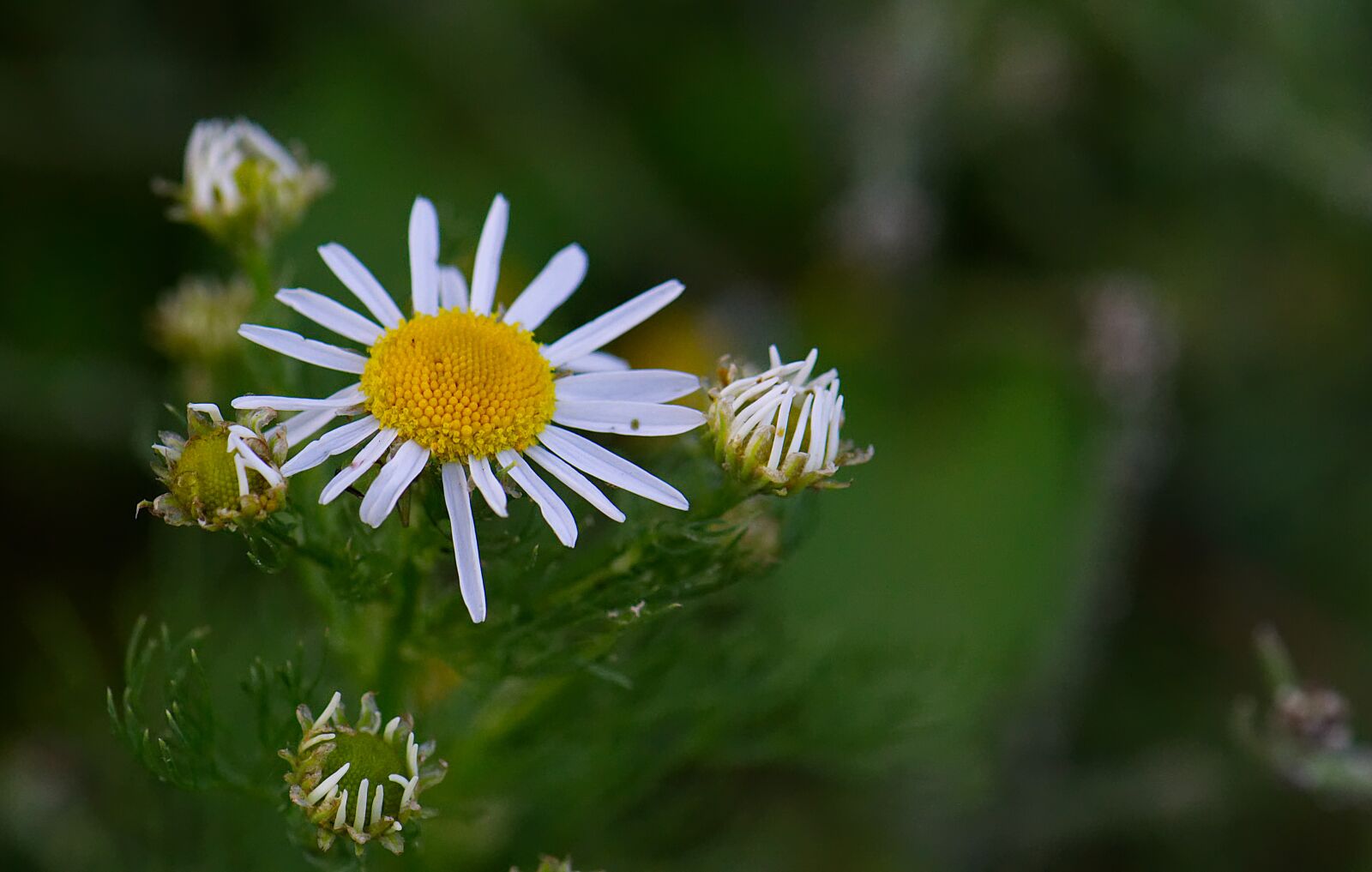 Nikon D3100 sample photo. Daisy, chamomile, flowers photography