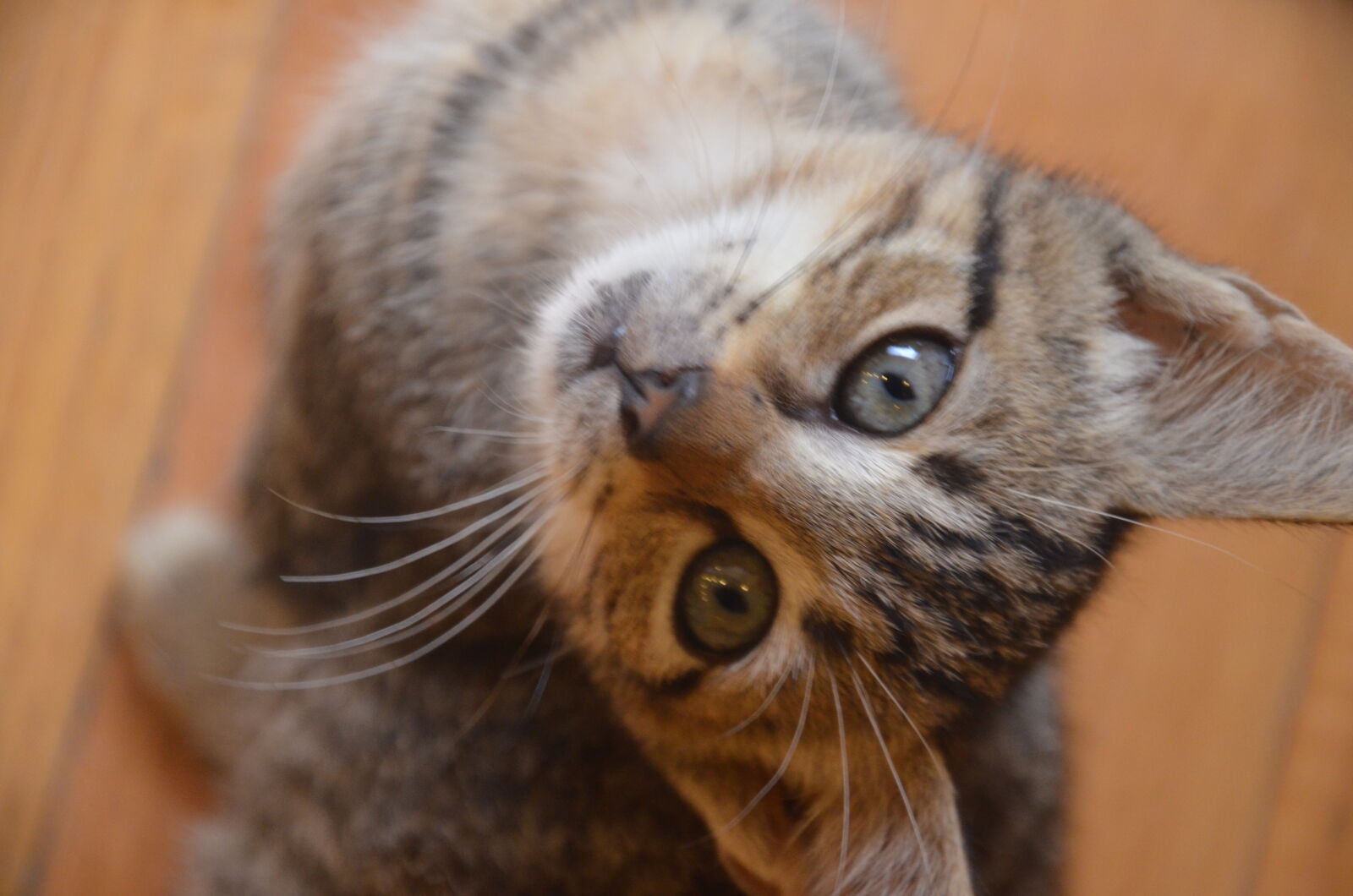 Nikon D7000 sample photo. Left photography