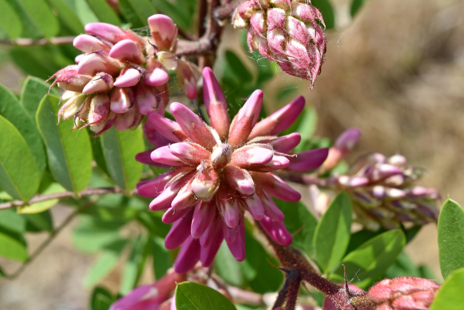 Nikon D5500 sample photo. Acacia, petals, pink, plant photography