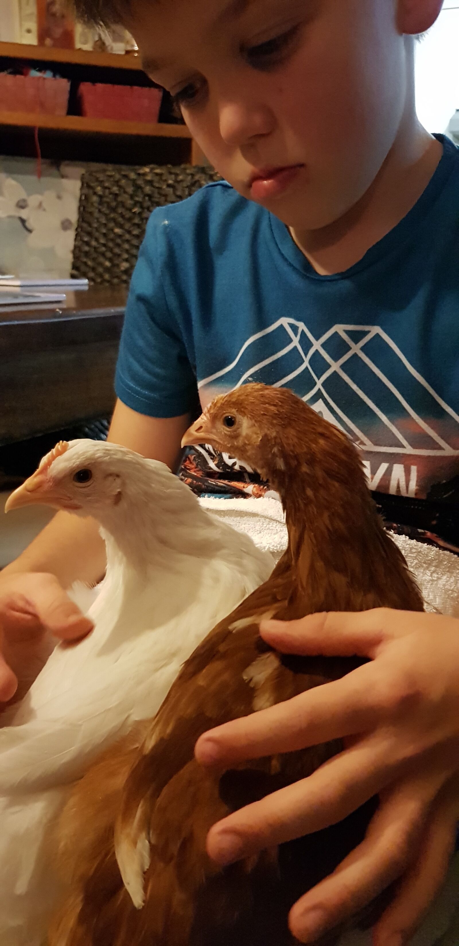 Samsung Galaxy S8 sample photo. Chickens, rhode island red photography
