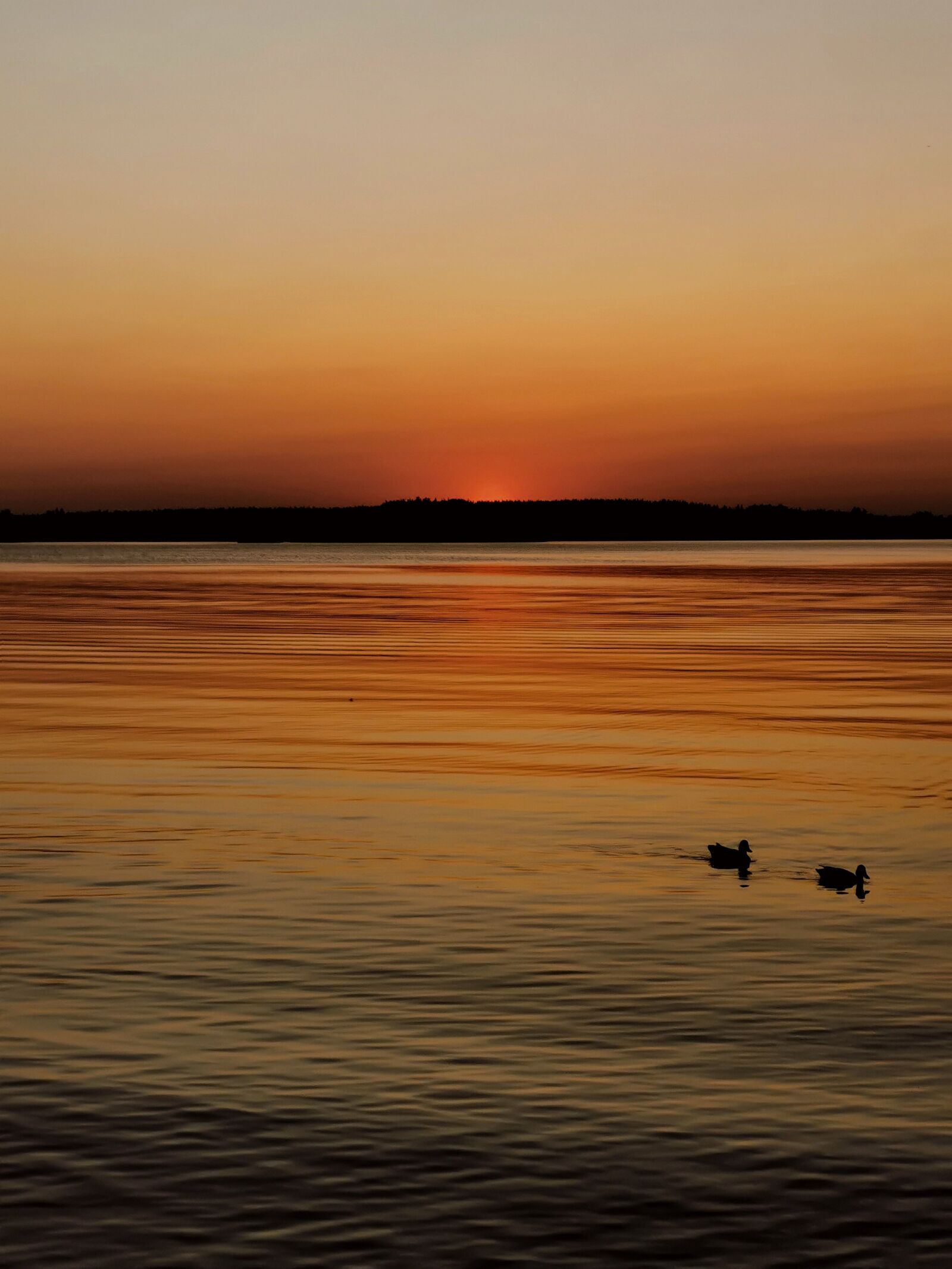 HUAWEI P30 Pro sample photo. Two ducks, floating, lake photography