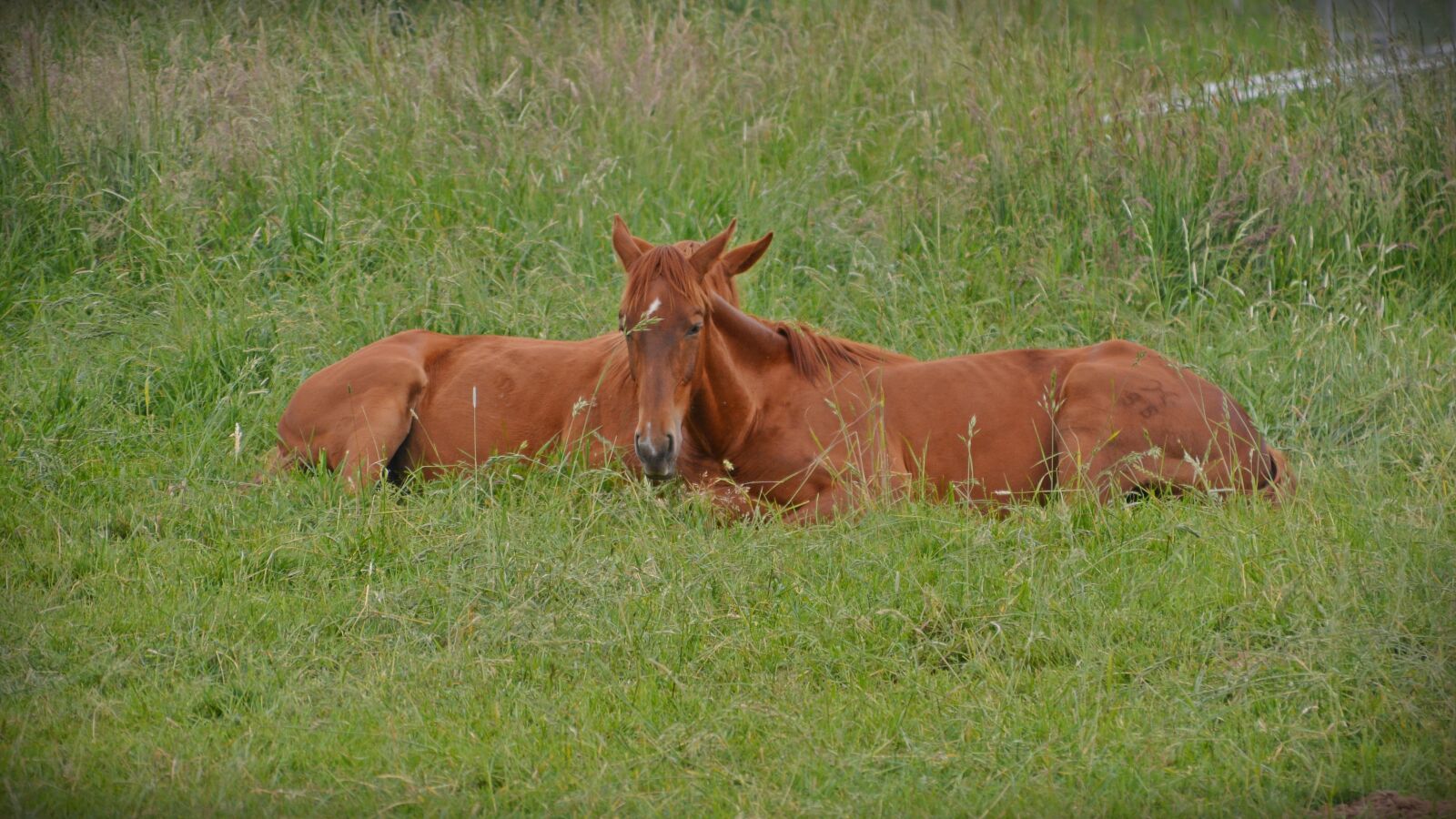 Nikon D5200 sample photo. Horses, pasture, rest photography