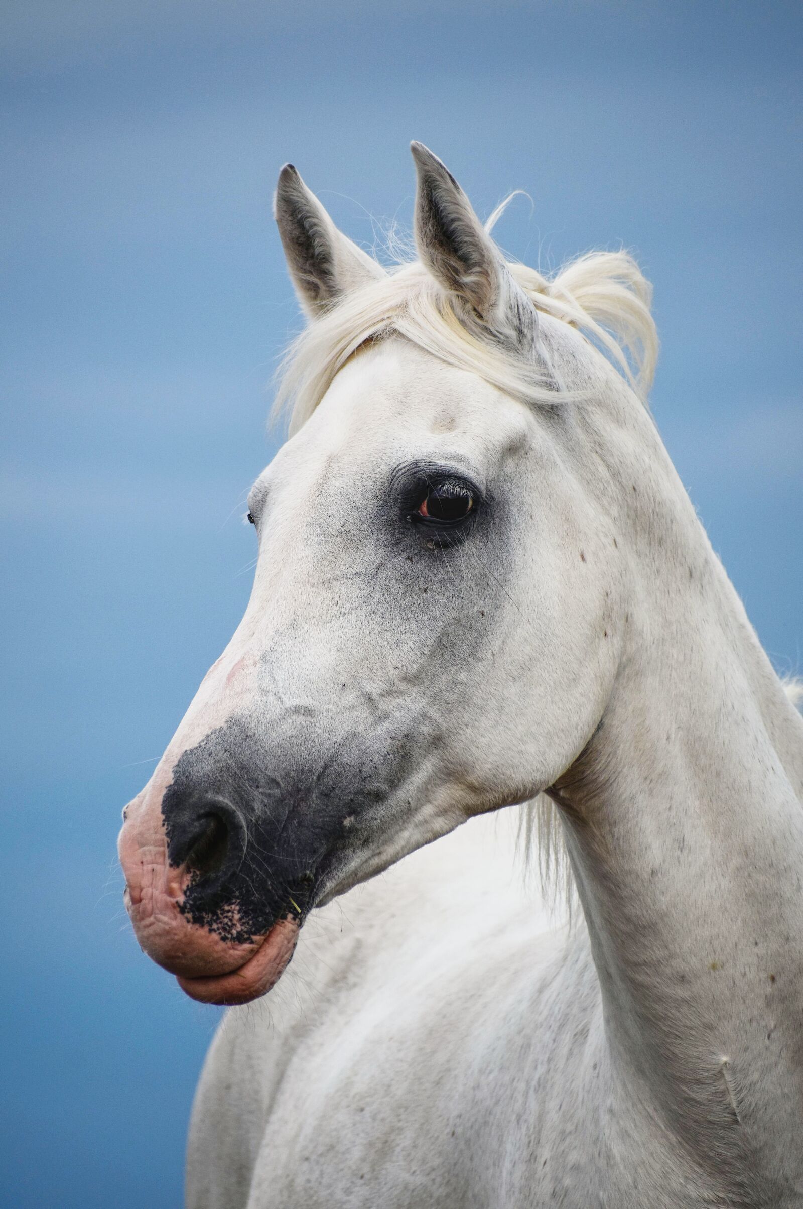 Nikon D3500 sample photo. Horse, arabs, mare photography