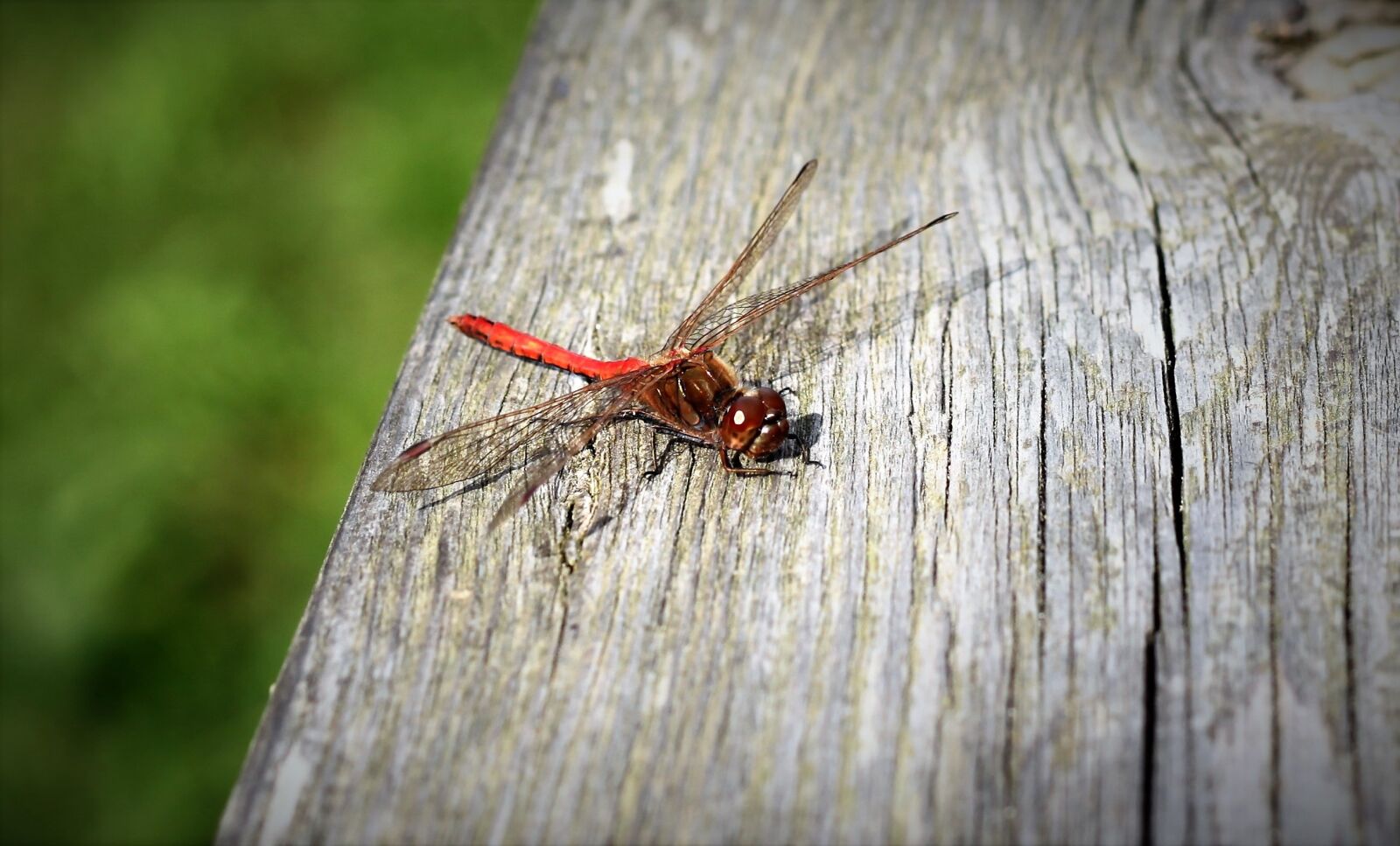 Canon EOS 500D (EOS Rebel T1i / EOS Kiss X3) sample photo. Dragonfly, red, red dragonfly photography