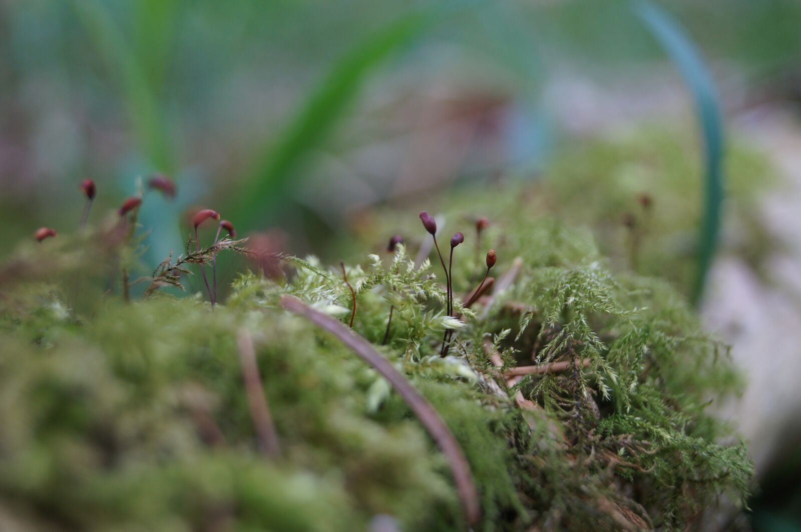 Sony SLT-A57 sample photo. Moss, macro, natural photography