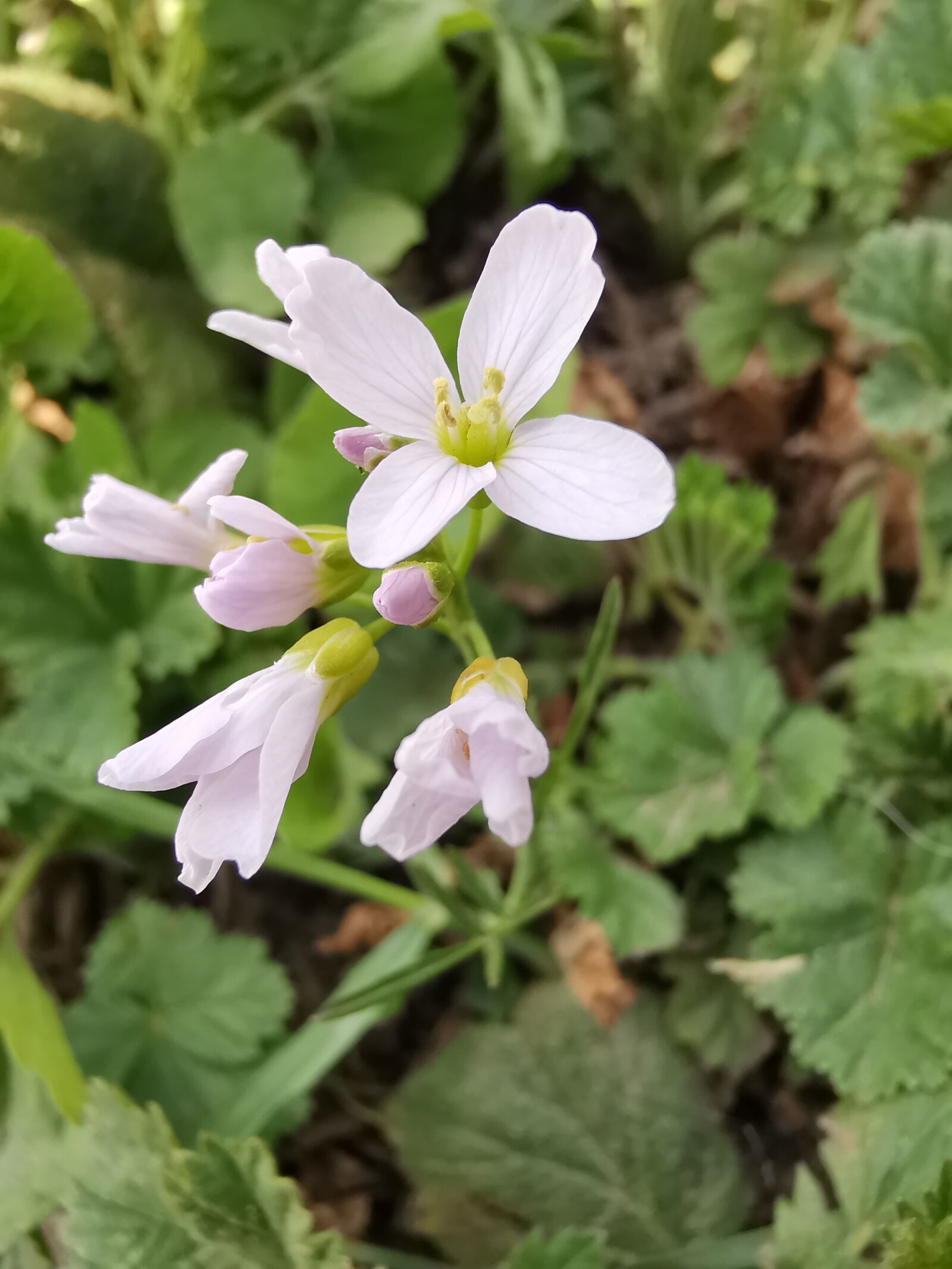 HUAWEI LYA-L29 sample photo. Flowers, garden, spring photography