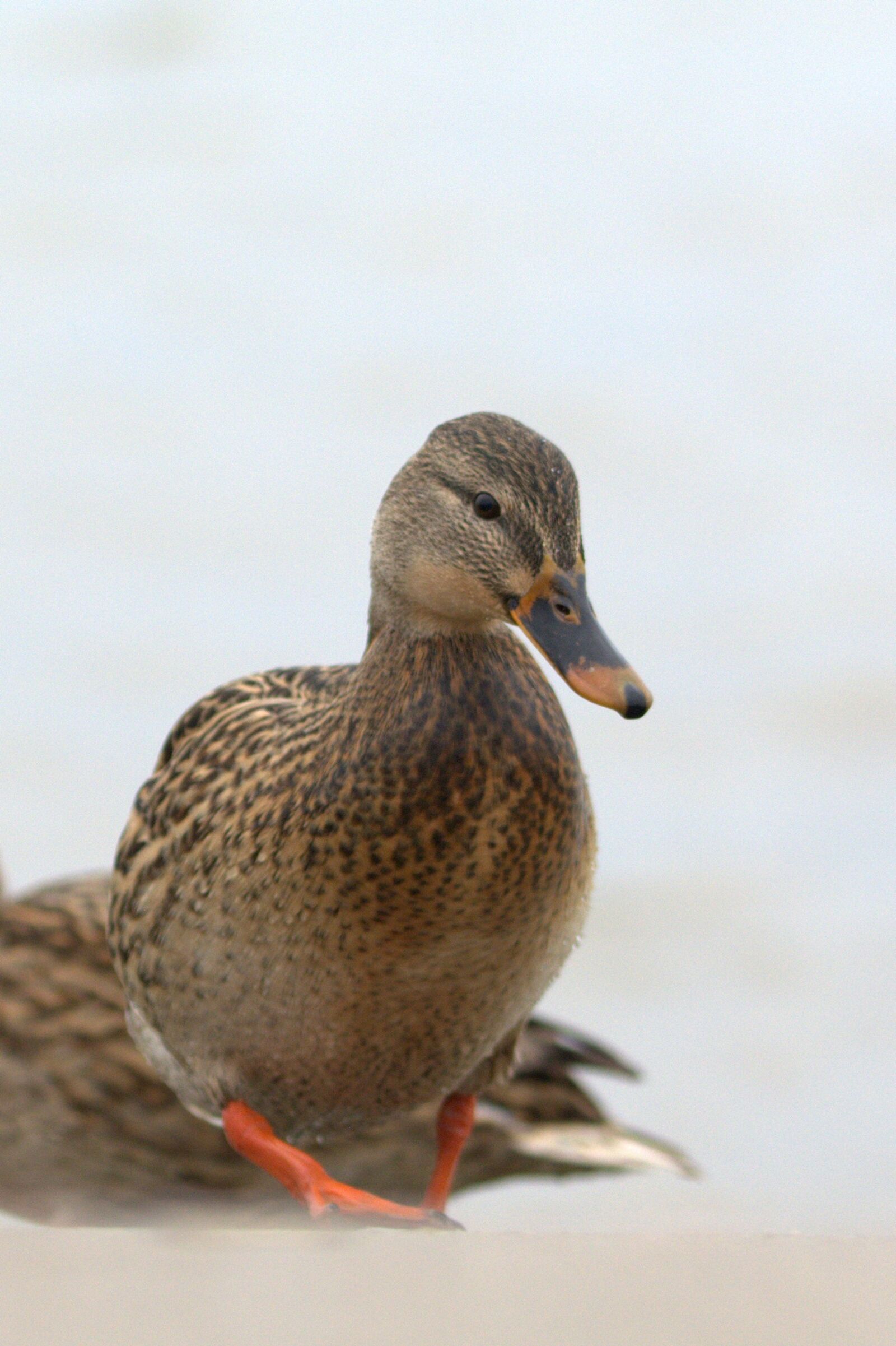Nikon D5200 sample photo. Duck bird, bird, water photography