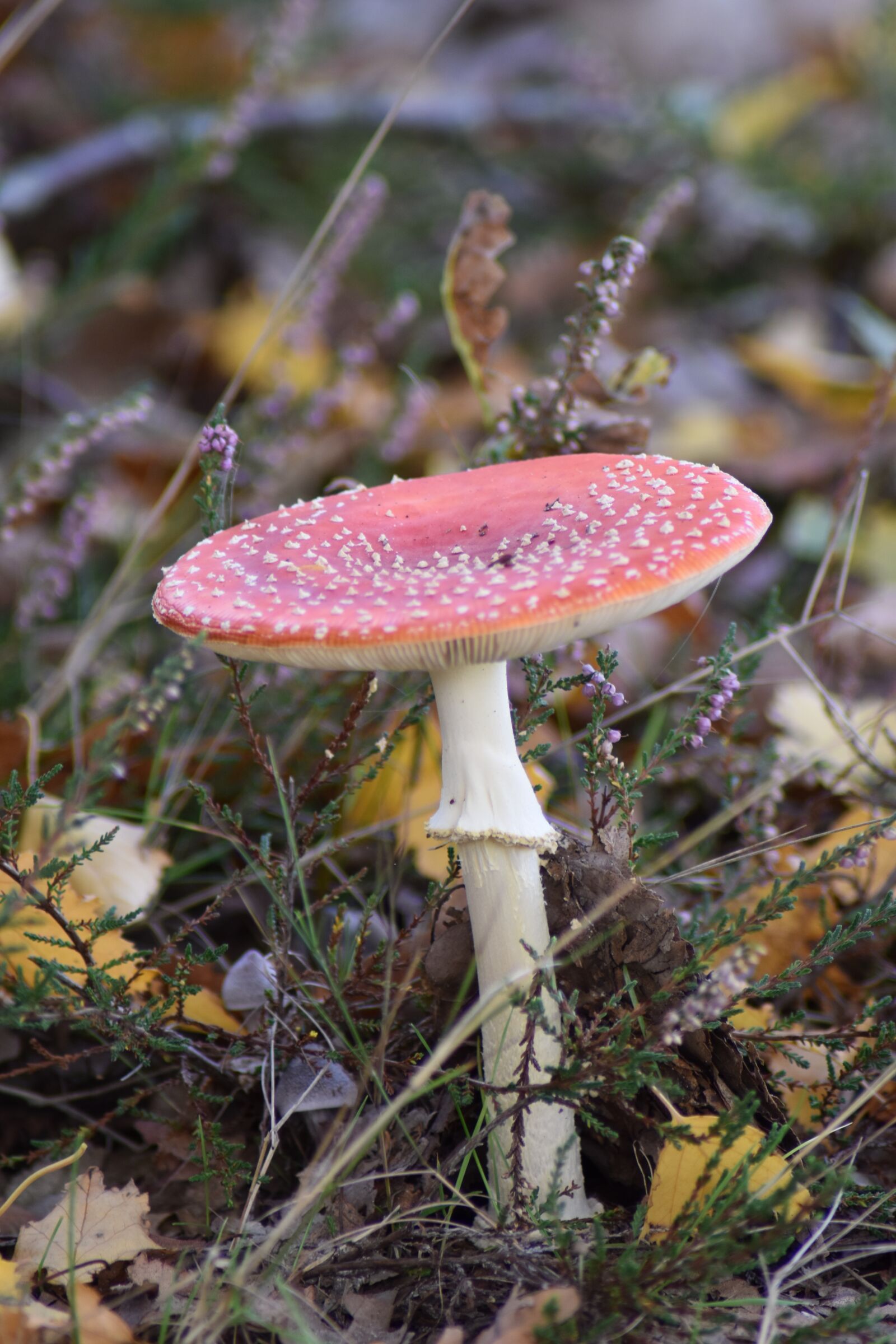 Nikon D3500 sample photo. Autumn, mushroom, forest photography