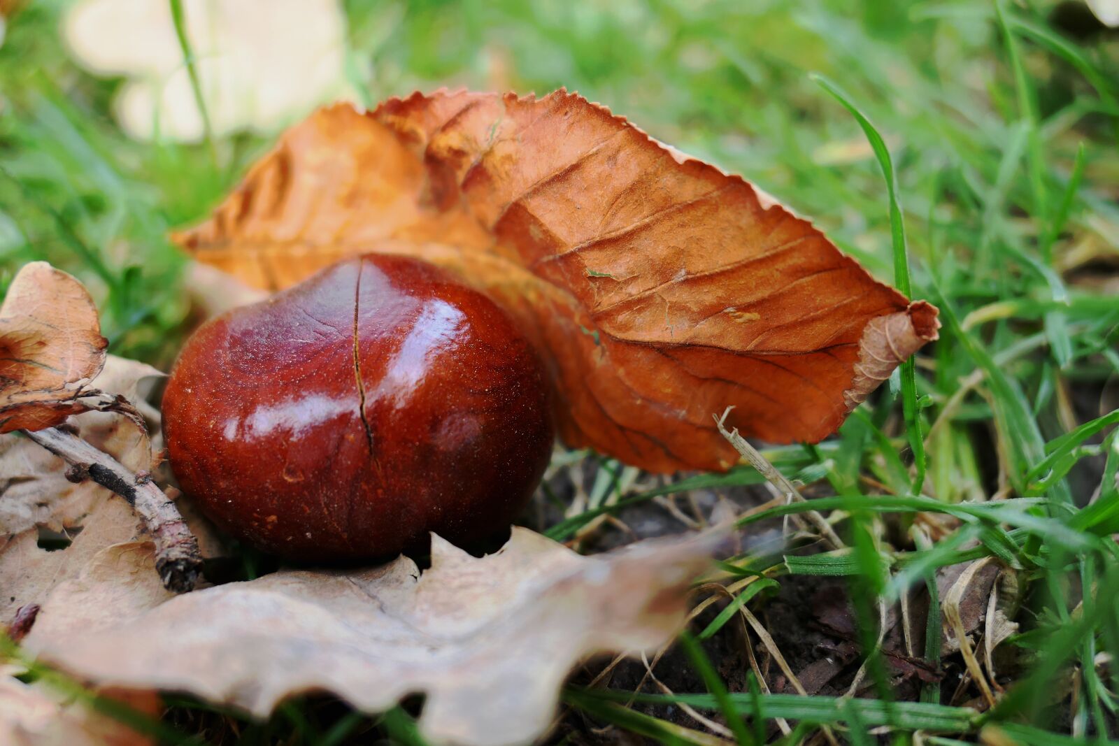 Panasonic Lumix DMC-LX10 (Lumix DMC-LX15) sample photo. Chestnut, fruit, maroni photography