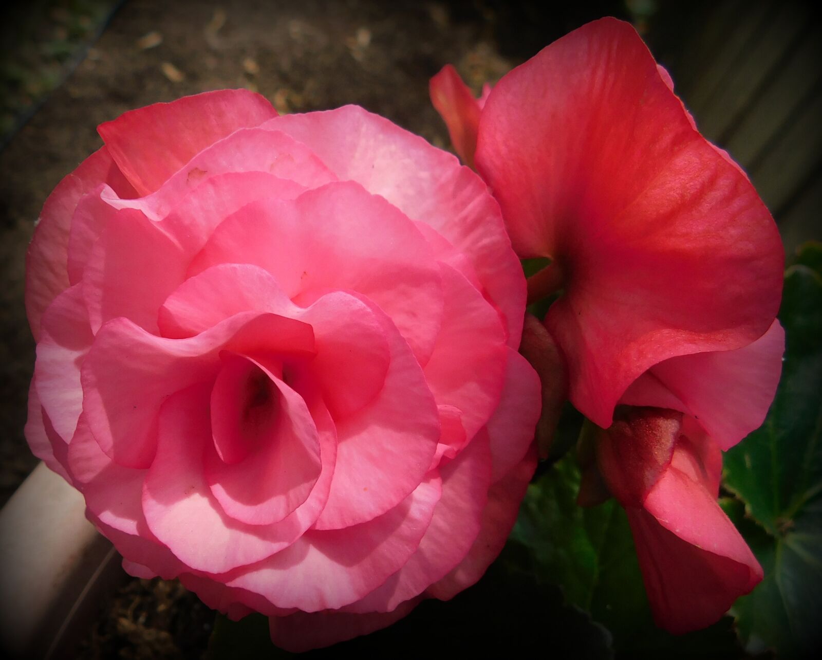 Nikon Coolpix B500 sample photo. Begonia, nature, pink photography