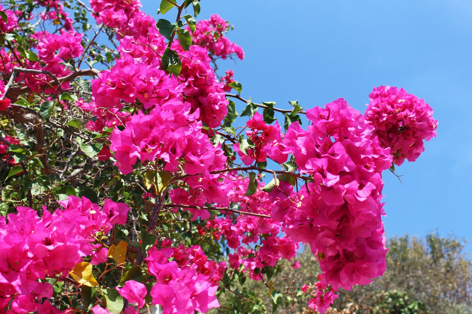 Canon EOS 700D (EOS Rebel T5i / EOS Kiss X7i) sample photo. Bougainvillea, plant, greece photography