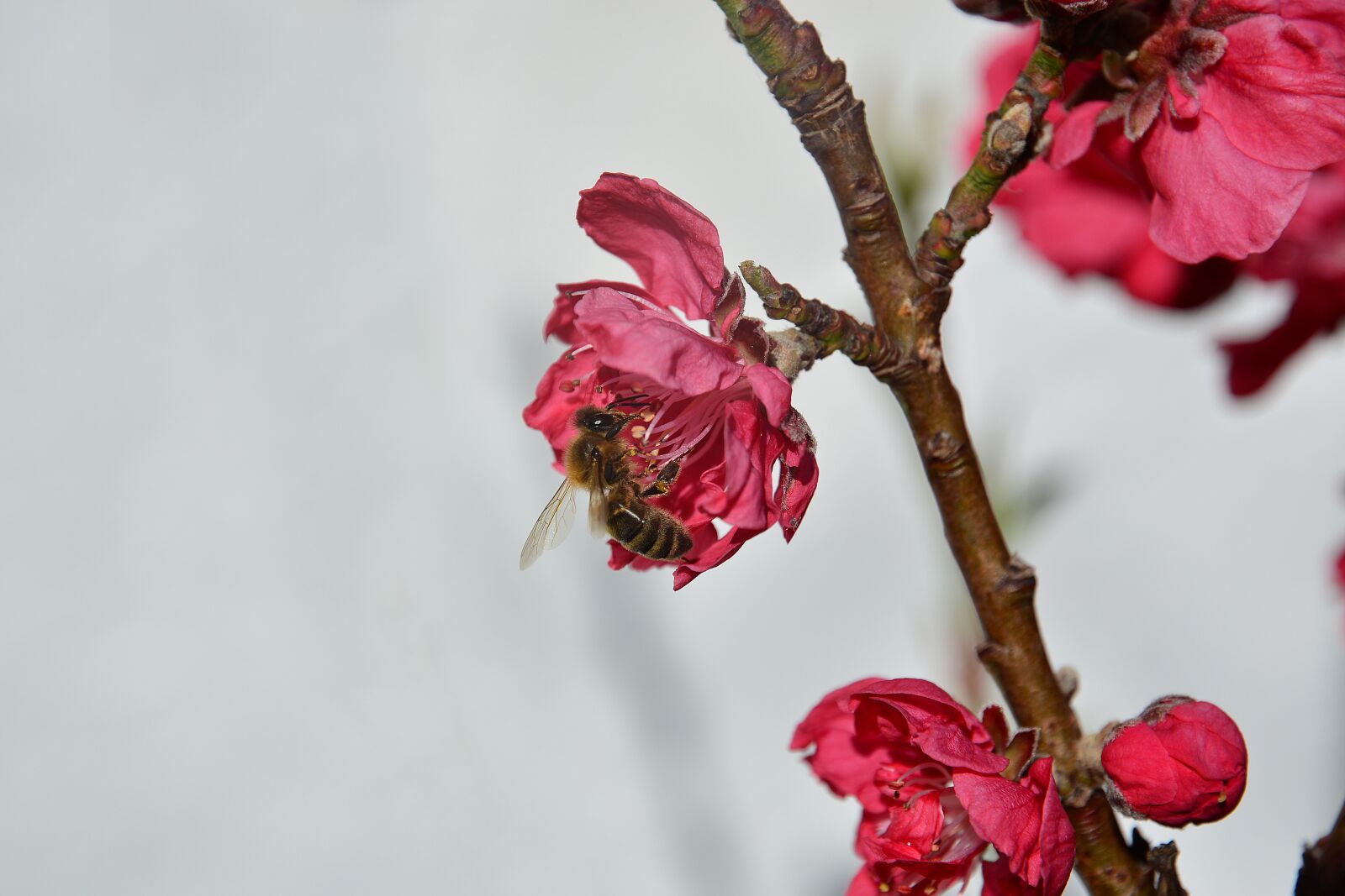 Nikon D5200 sample photo. Bee, nectarine, nectarine tree photography