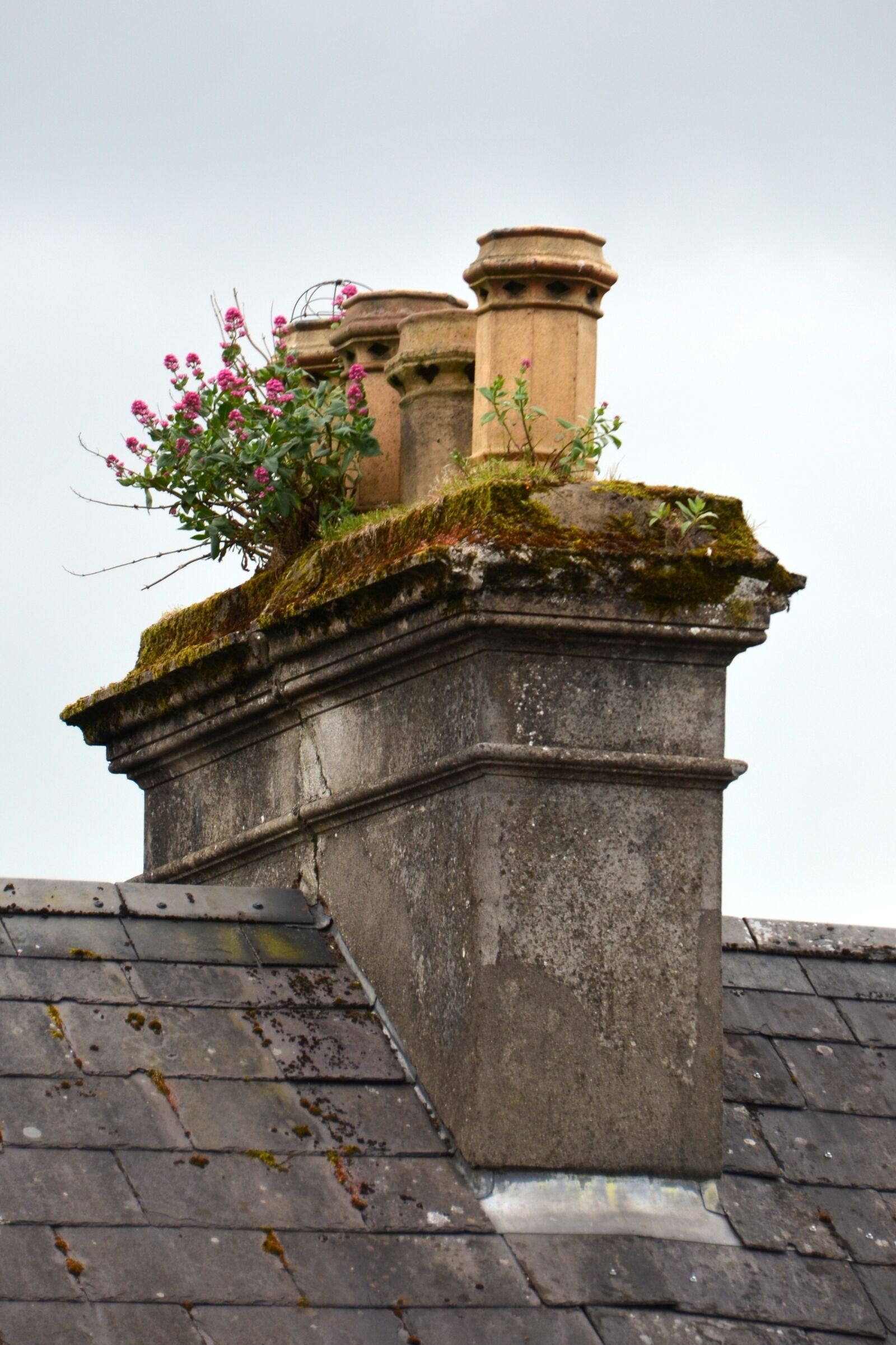 Nikon D5100 sample photo. Fireplace, ireland, flowers photography