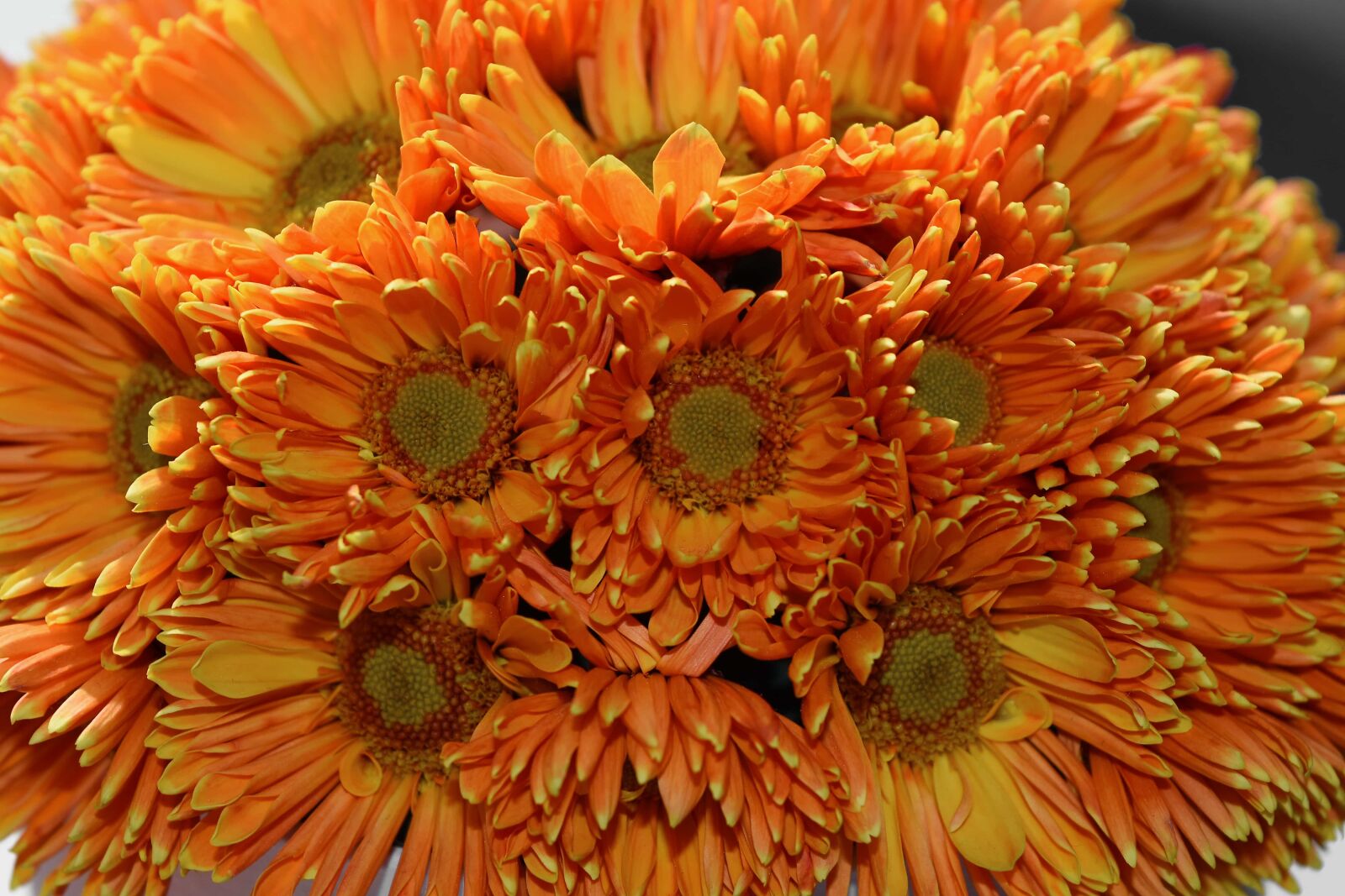 Nikon D5500 sample photo. Daisy, flora, petal, nature photography