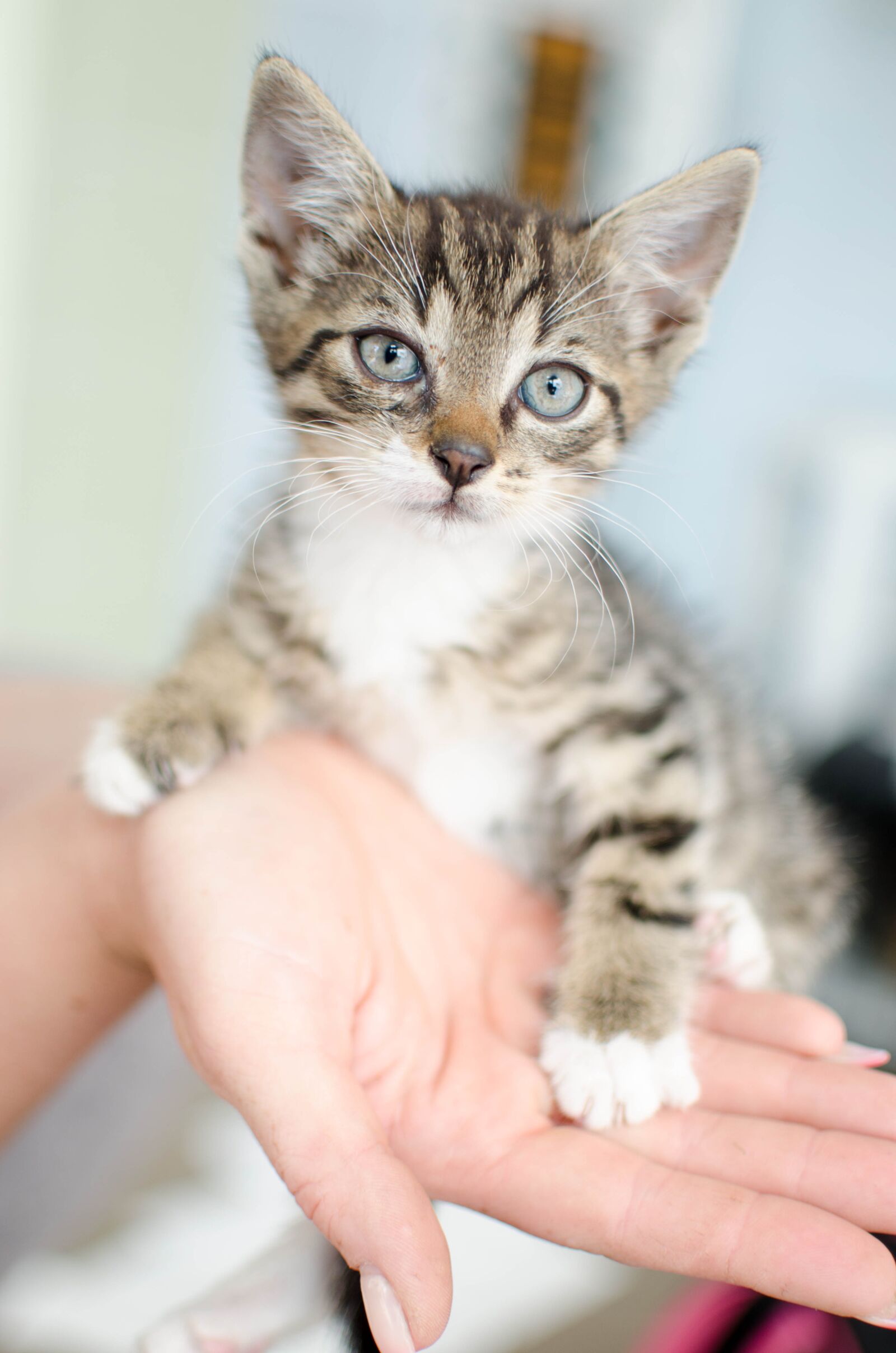 Nikon D7000 sample photo. Cat, kitten, young cat photography