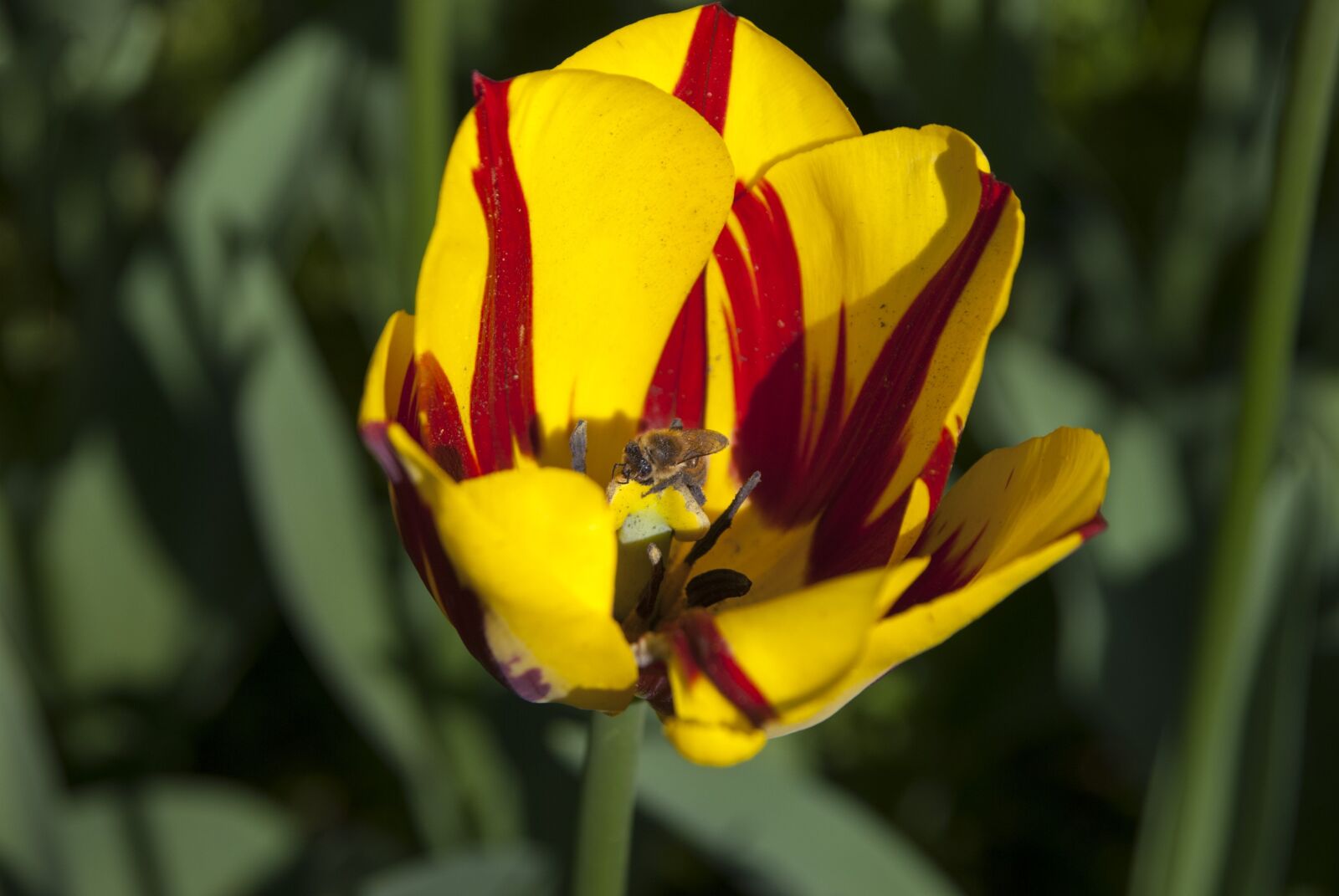 Nikon D60 sample photo. Insects, flower, bee photography