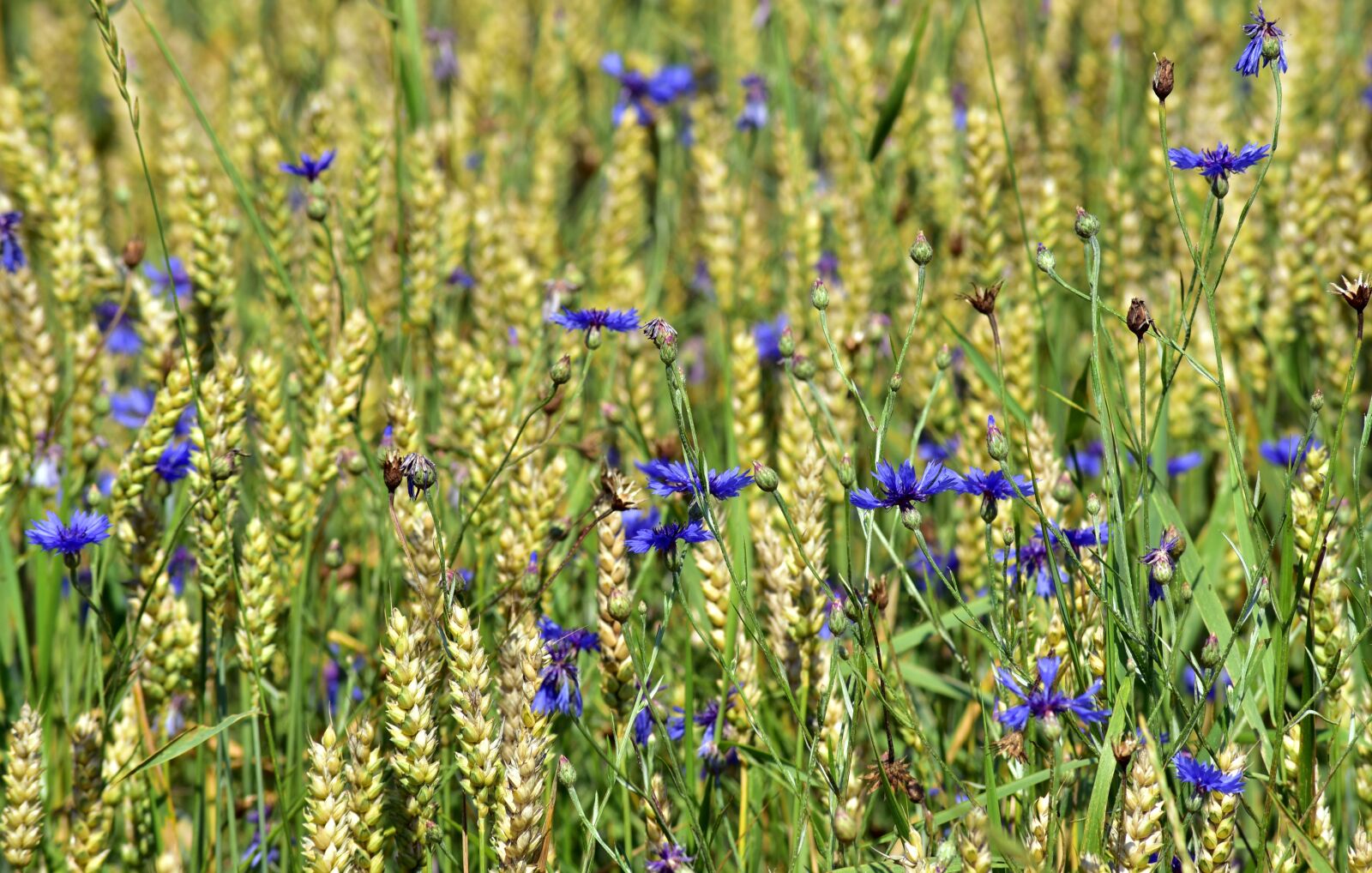Nikon D750 sample photo. Wheat, summer, field photography