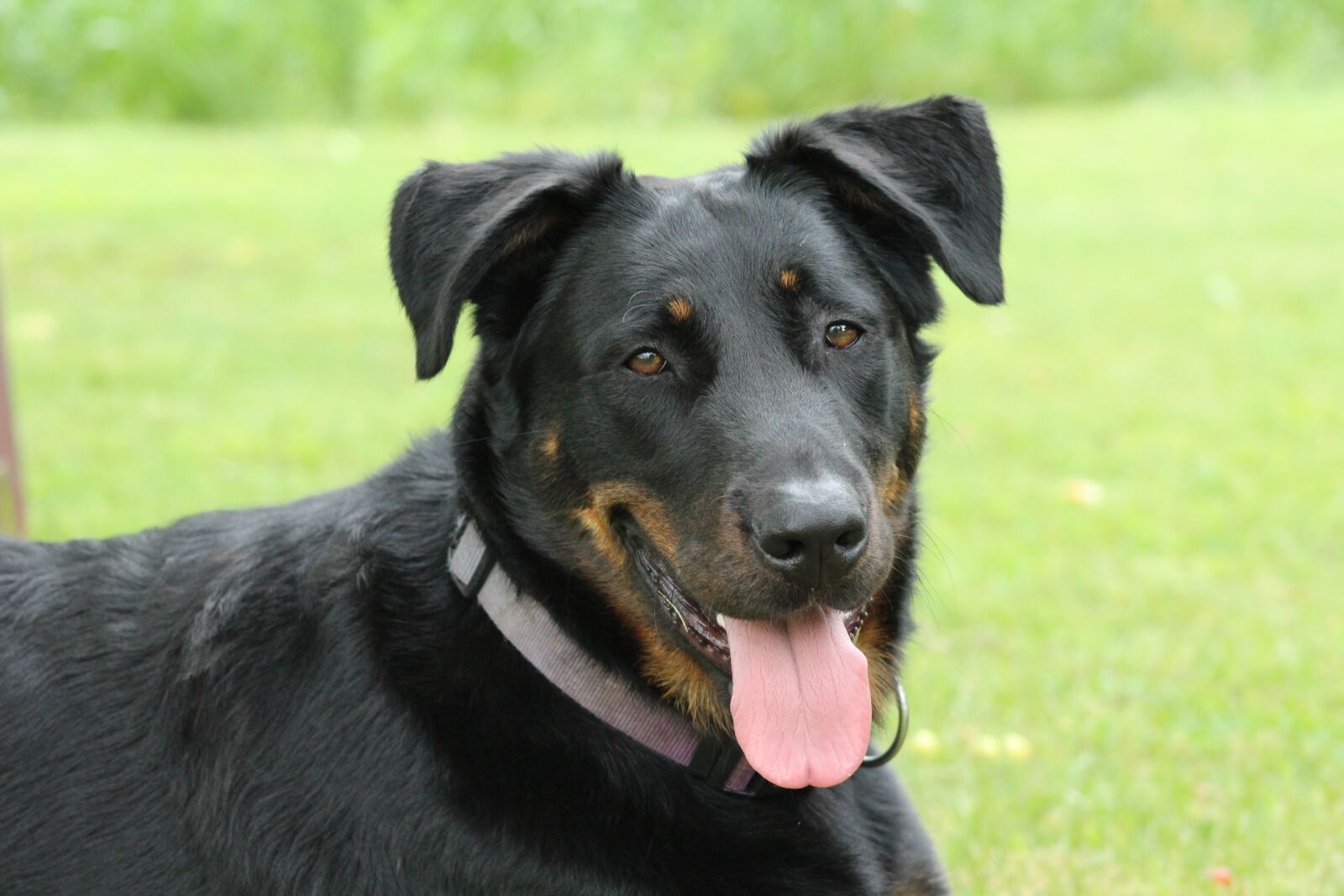 Canon EF75-300mm f/4-5.6 sample photo. Dog, animals, snout photography