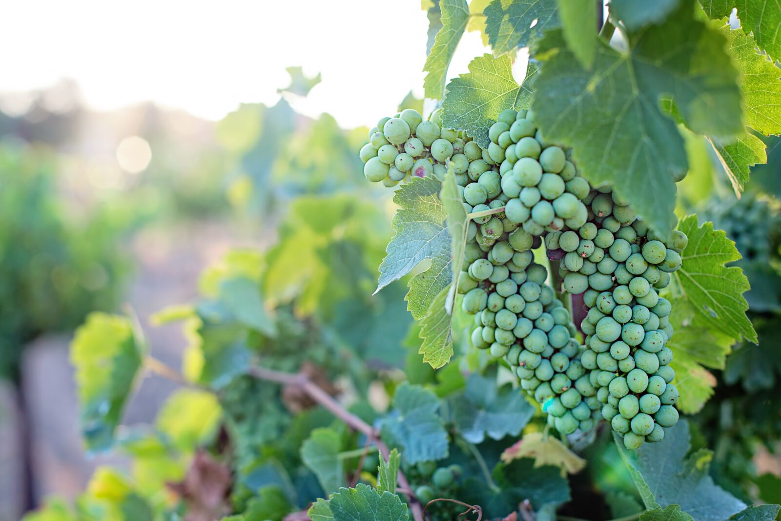 Canon EF 50mm F1.4 USM sample photo. Grapes, unripe, unripened photography