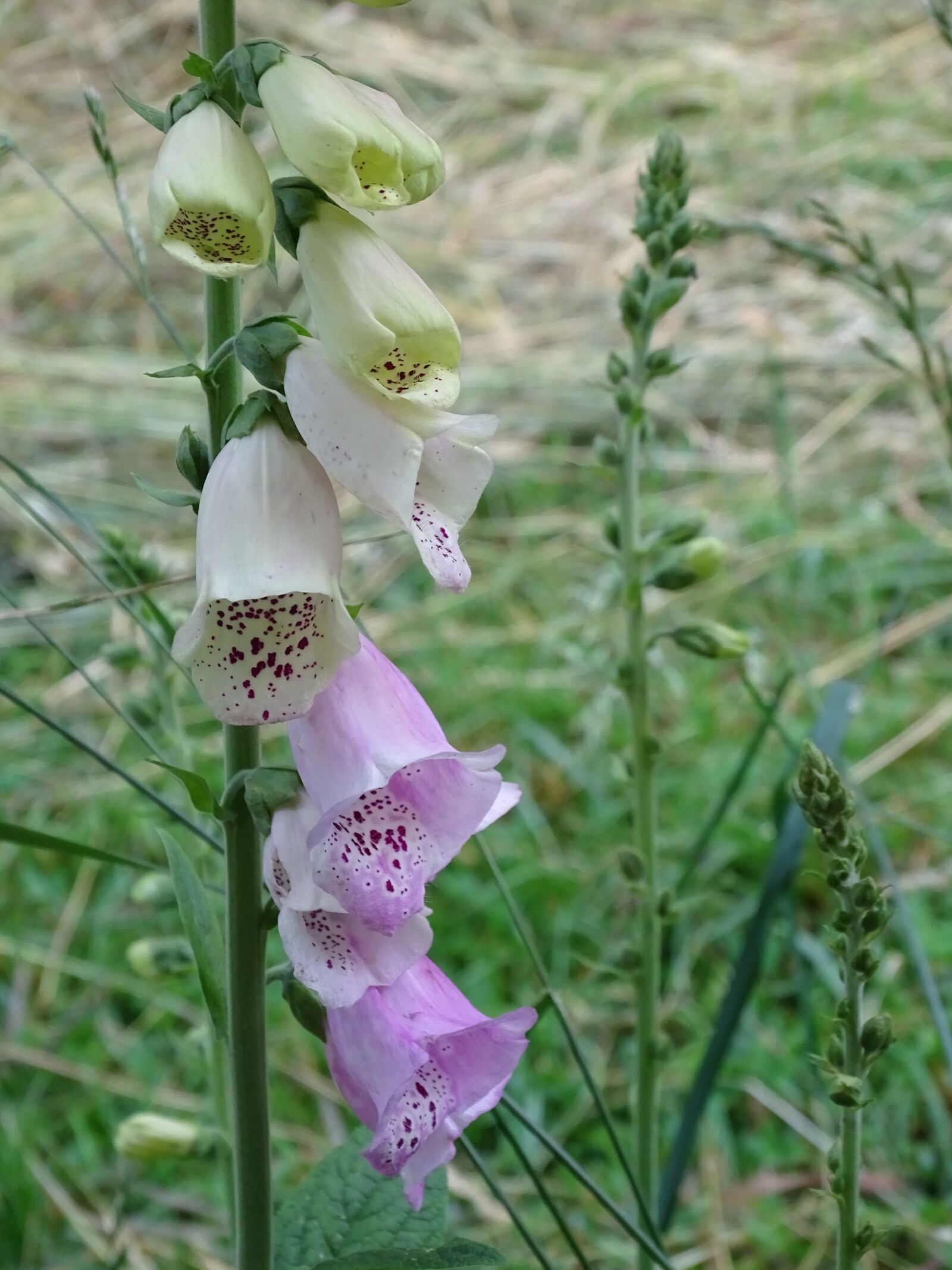 Sony Cyber-shot DSC-HX400V sample photo. Thimble, digitalis, giftplanze photography