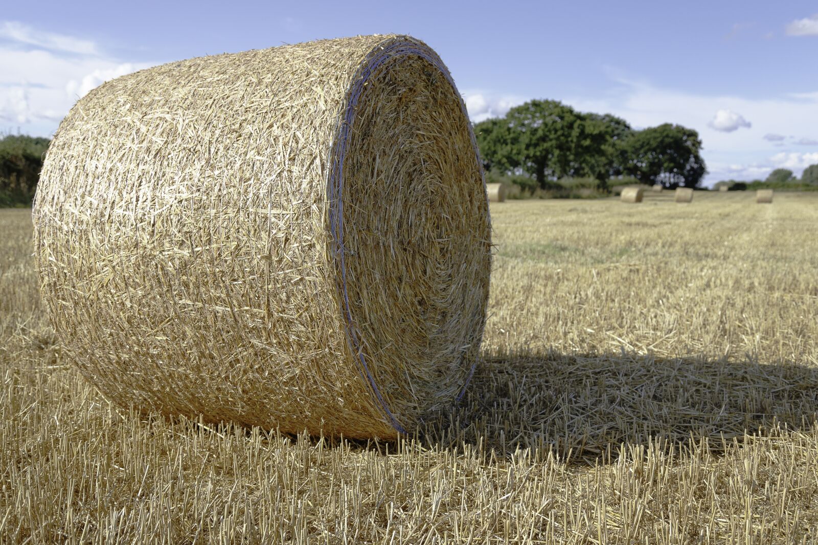 Canon EOS 6D sample photo. Agriculture, bale, countryside photography