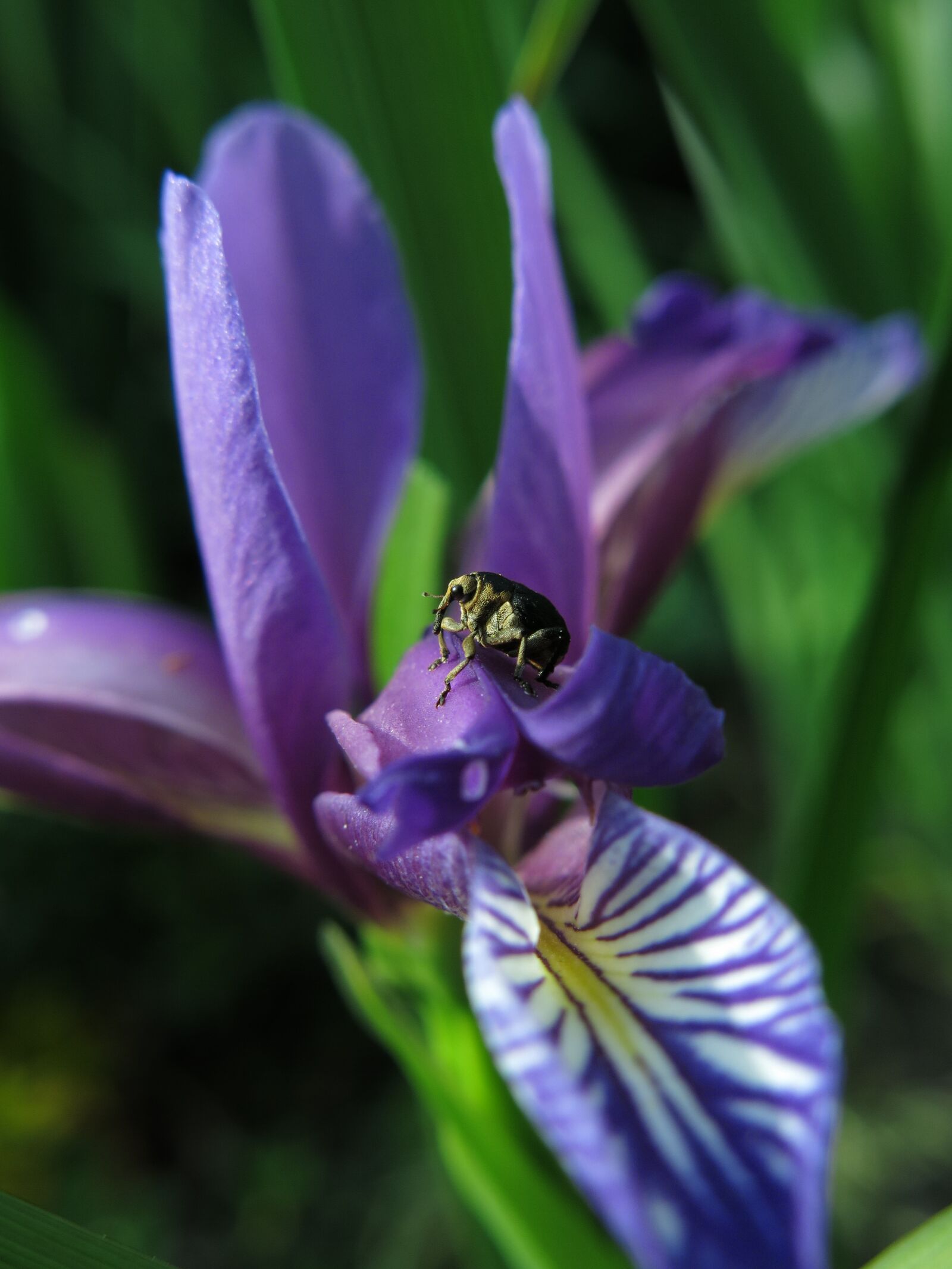 Canon PowerShot G15 sample photo. Sword lily weevil, weevils photography