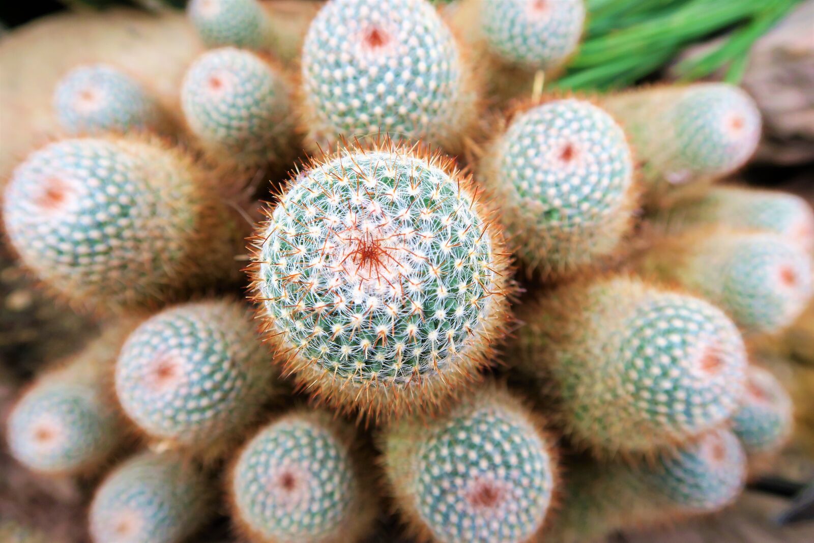 Canon PowerShot G7 X sample photo. Cactus, plant, nature photography
