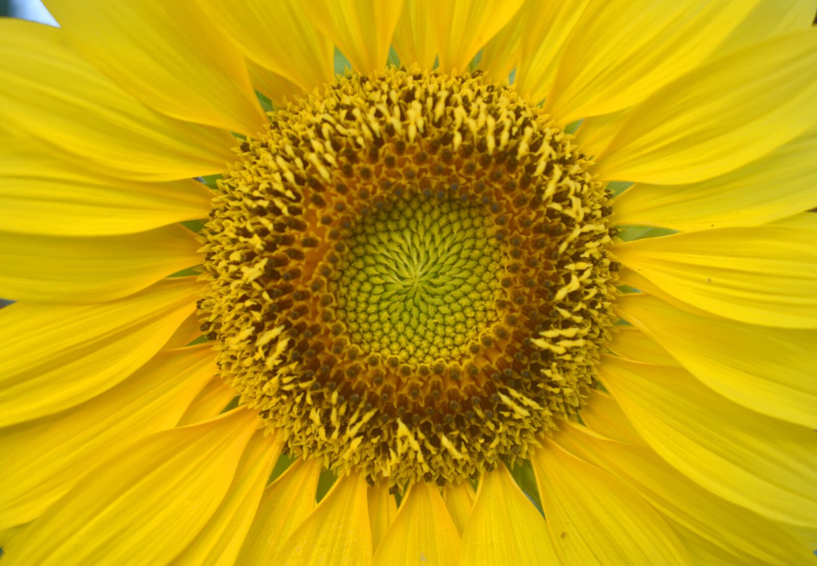 Nikon D3400 sample photo. Sun flower, flower, yellow photography