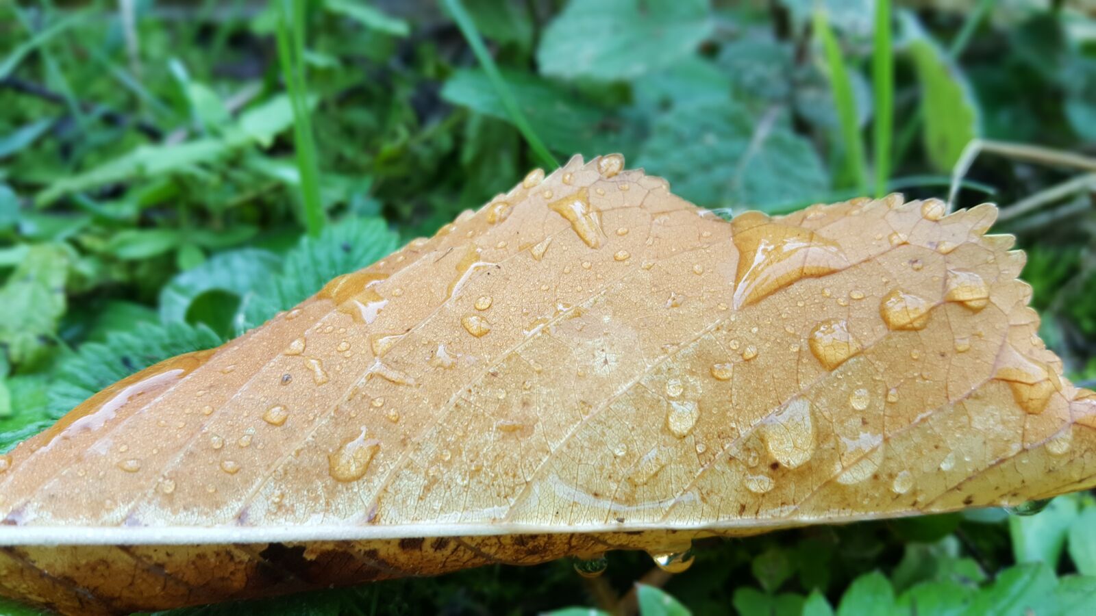 Samsung Galaxy Note5 sample photo. Leaf, raindrop, nature photography