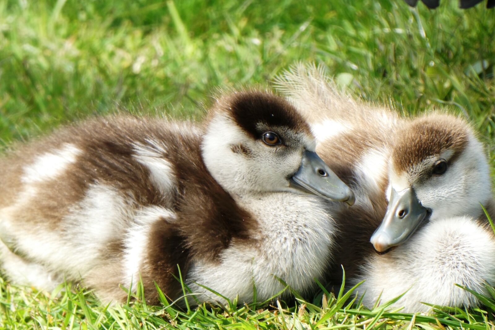 Panasonic Lumix DC-ZS70 (Lumix DC-TZ90) sample photo. Nile goose, chicks, geese photography