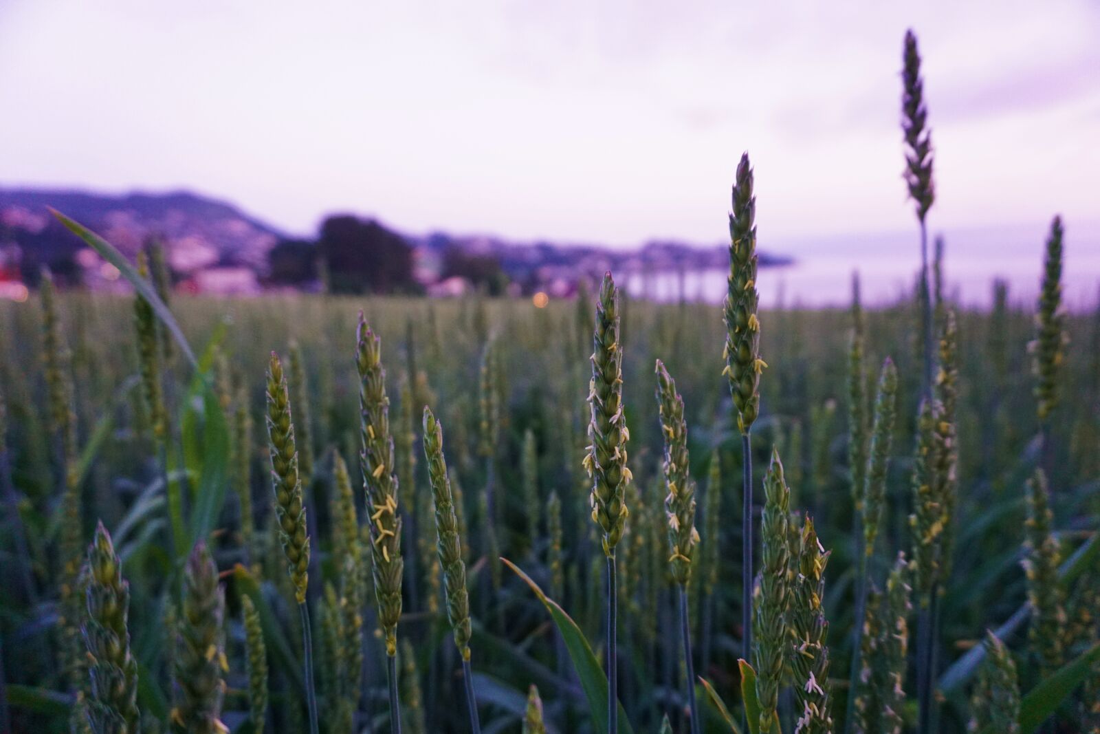 Sony E 16-50mm F3.5-5.6 PZ OSS sample photo. Field, grain, agriculture photography