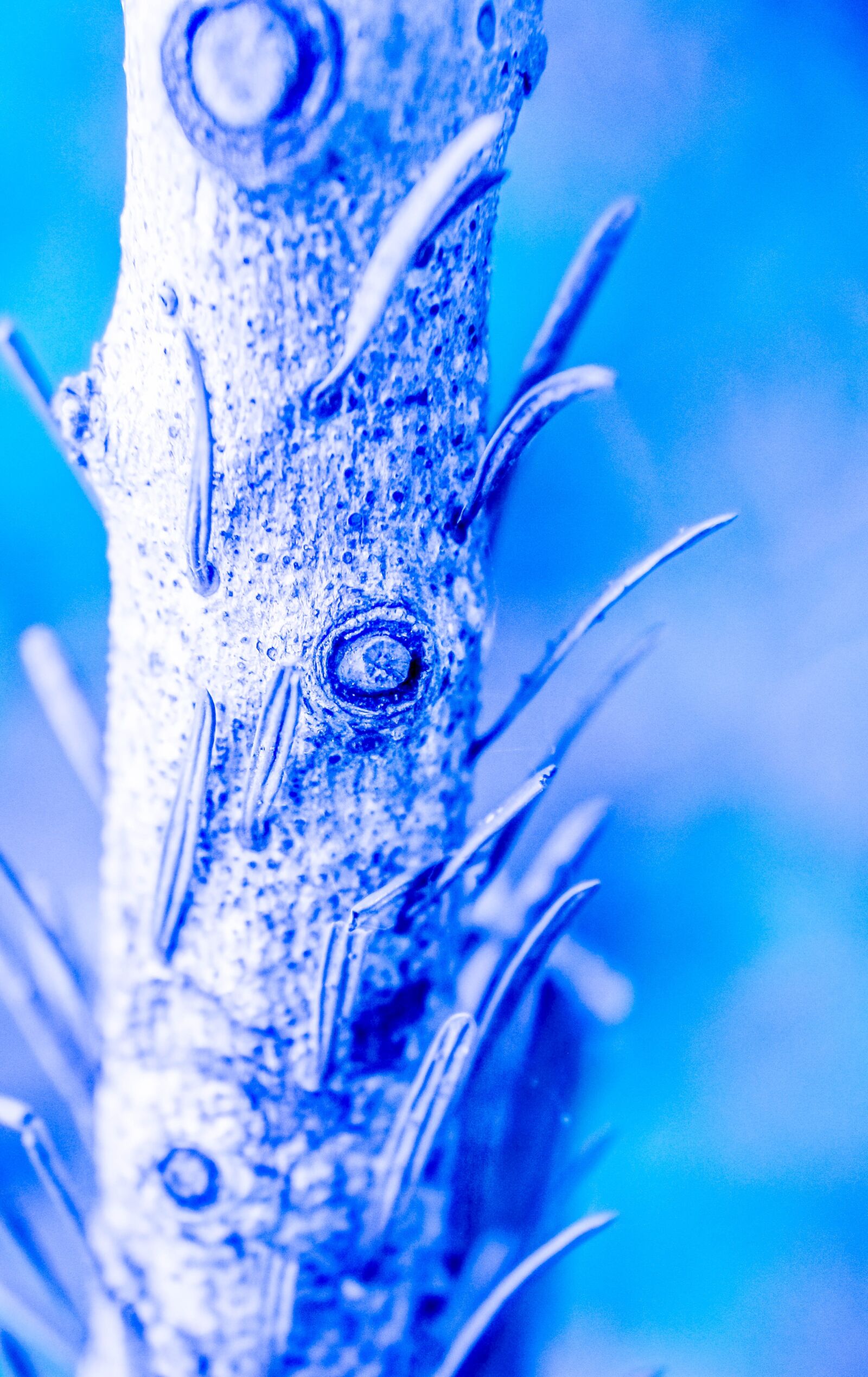Canon EOS 70D sample photo. Wood, tree, trunk photography
