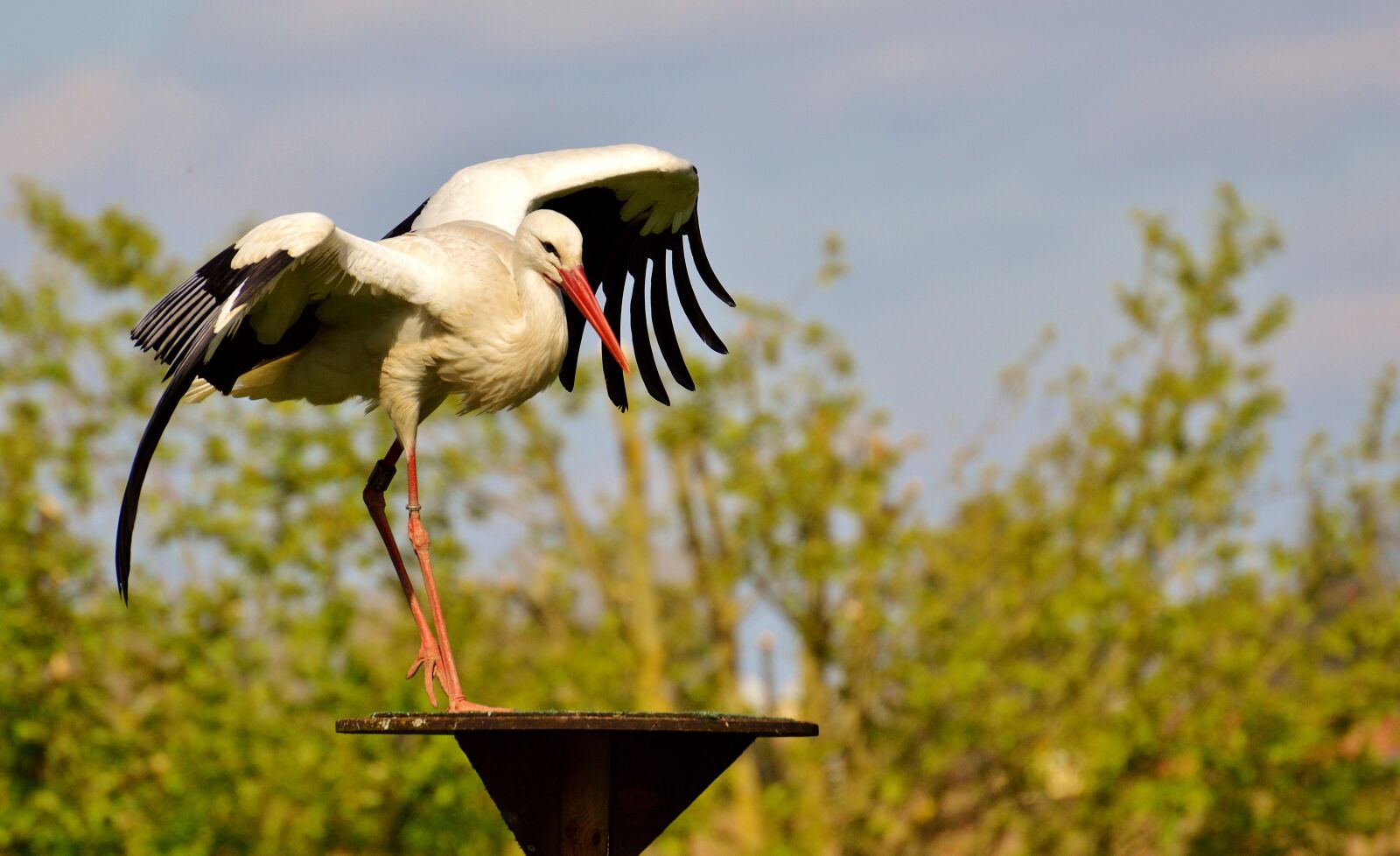 Nikon D3200 sample photo. Stork, flying, bird photography