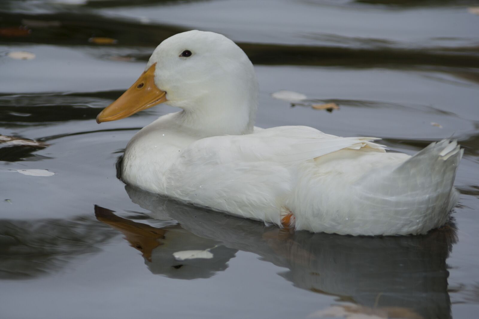 Canon EOS 350D (EOS Digital Rebel XT / EOS Kiss Digital N) sample photo. Duck, white, plumage photography
