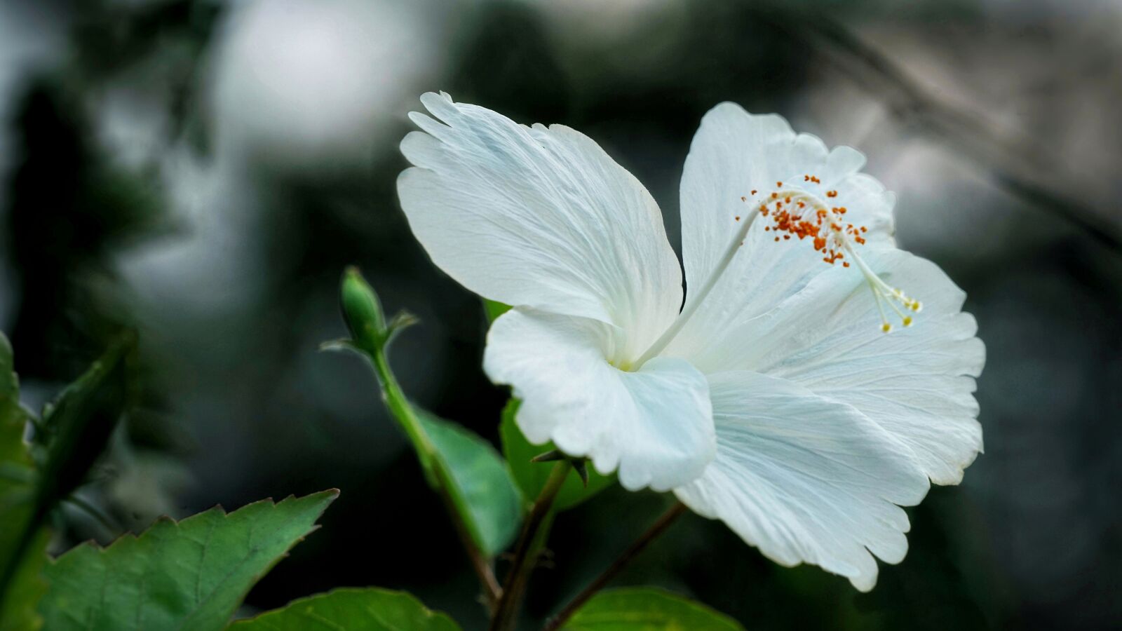 Sony a7R II sample photo. Chinese hibiscus, white hibiscus photography