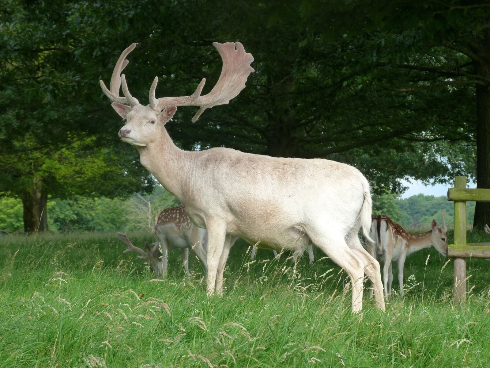 Panasonic Lumix DMC-FZ40 (Lumix DMC-FZ45) sample photo. Stag, animal, deer photography