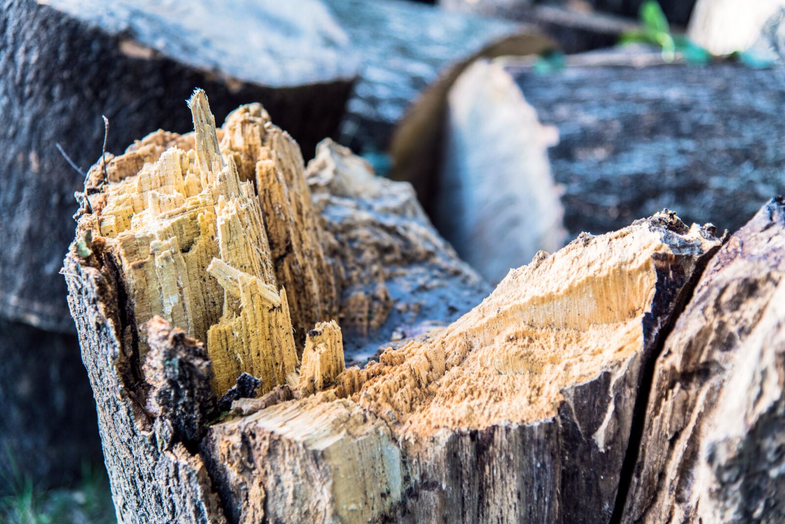 Nikon D850 sample photo. Tree, tribe, notch photography