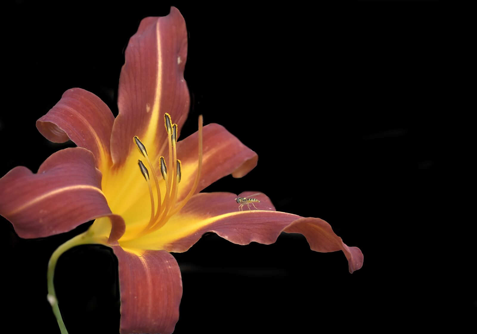 Nikon D810 sample photo. Hemerocalle, flower, nature photography