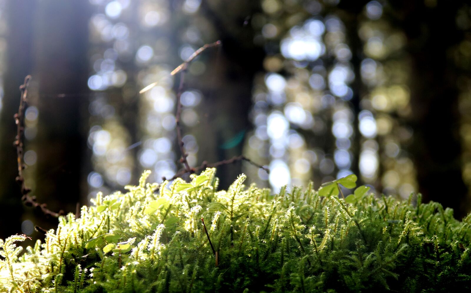 Canon EOS 80D + Canon EF-S 18-200mm F3.5-5.6 IS sample photo. Moss, nature, forest photography