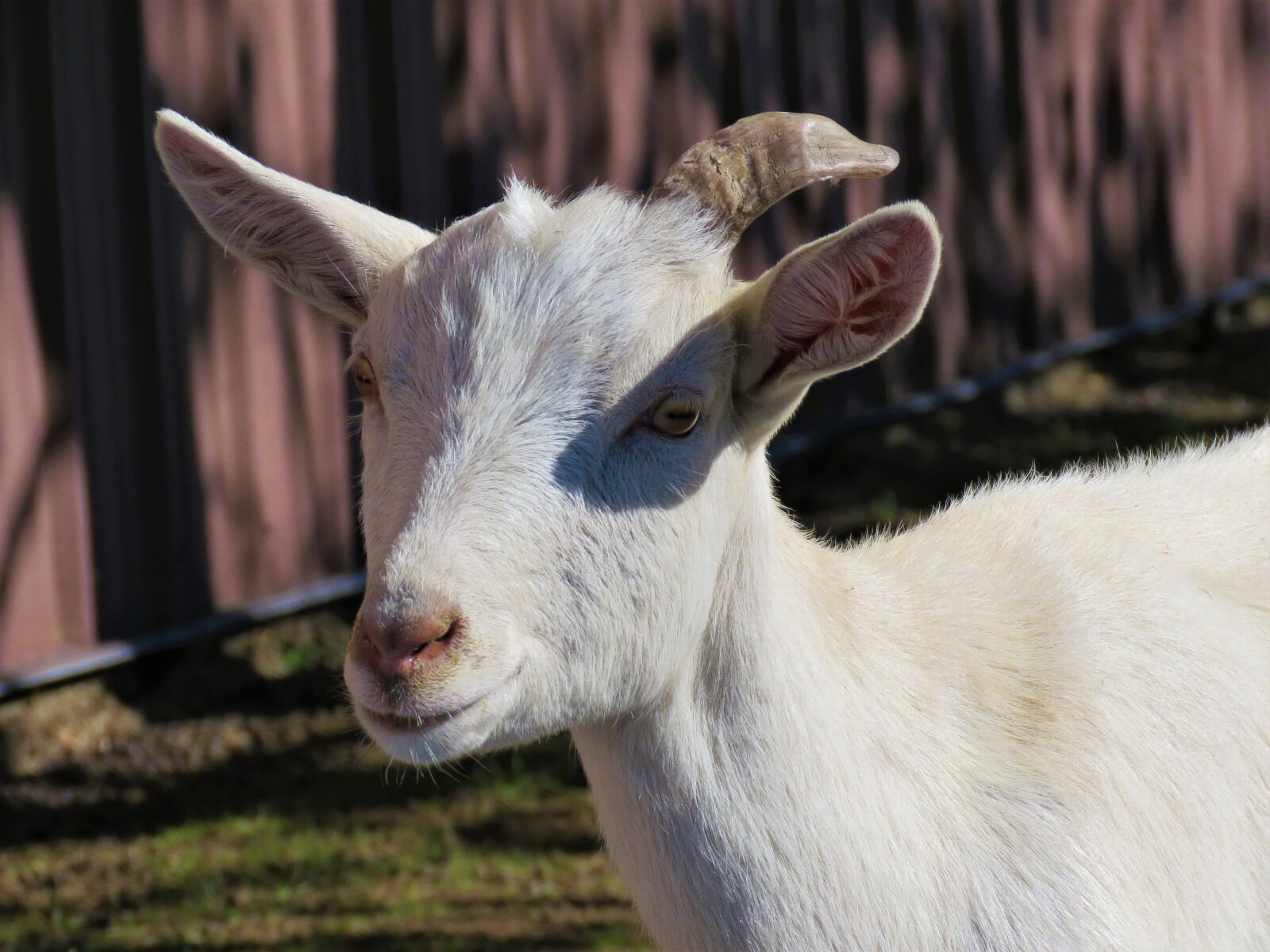 Canon PowerShot SX60 HS sample photo. Goat, farm, farm animal photography