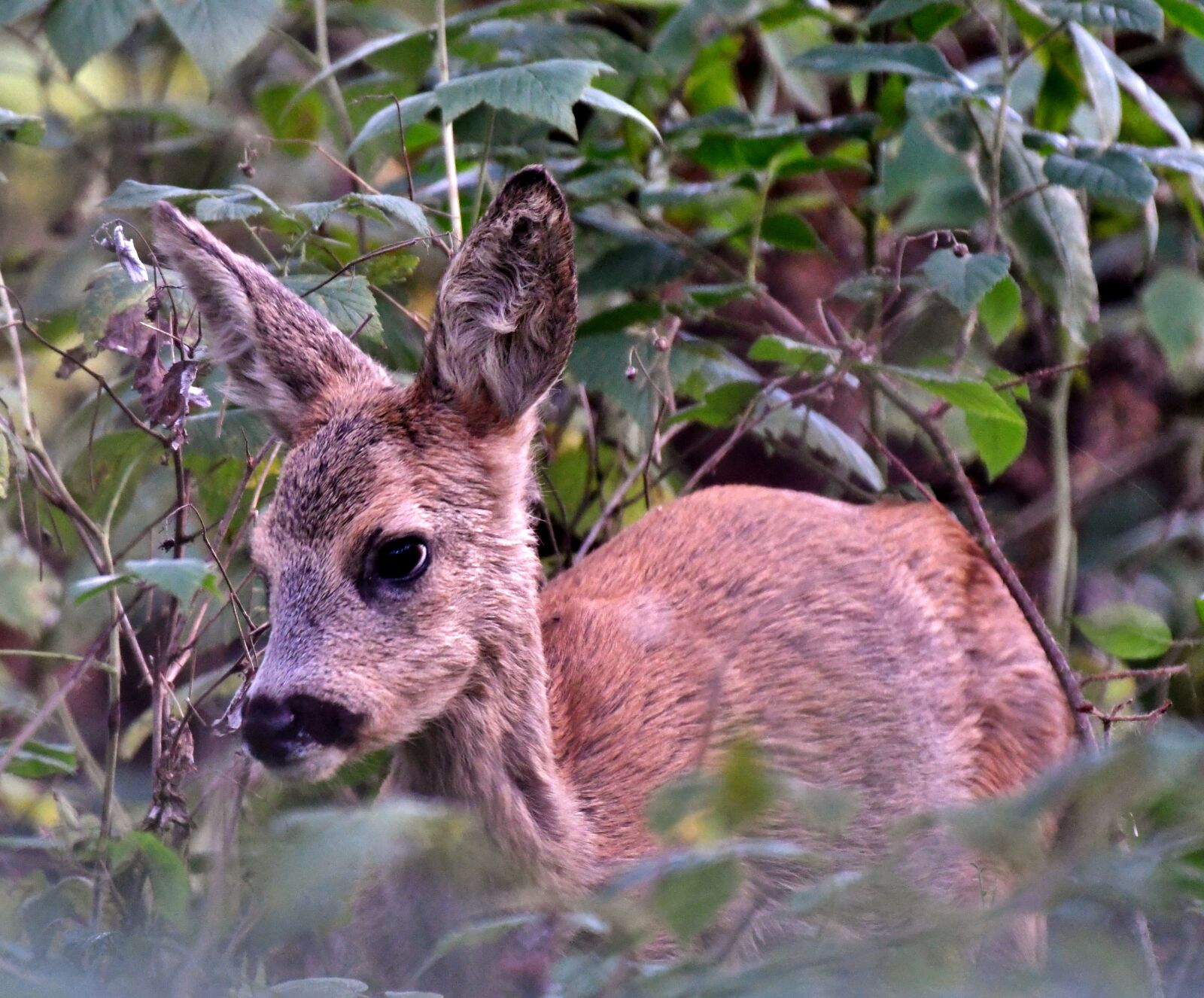 Nikon D500 sample photo. Ree, wild, fawn photography