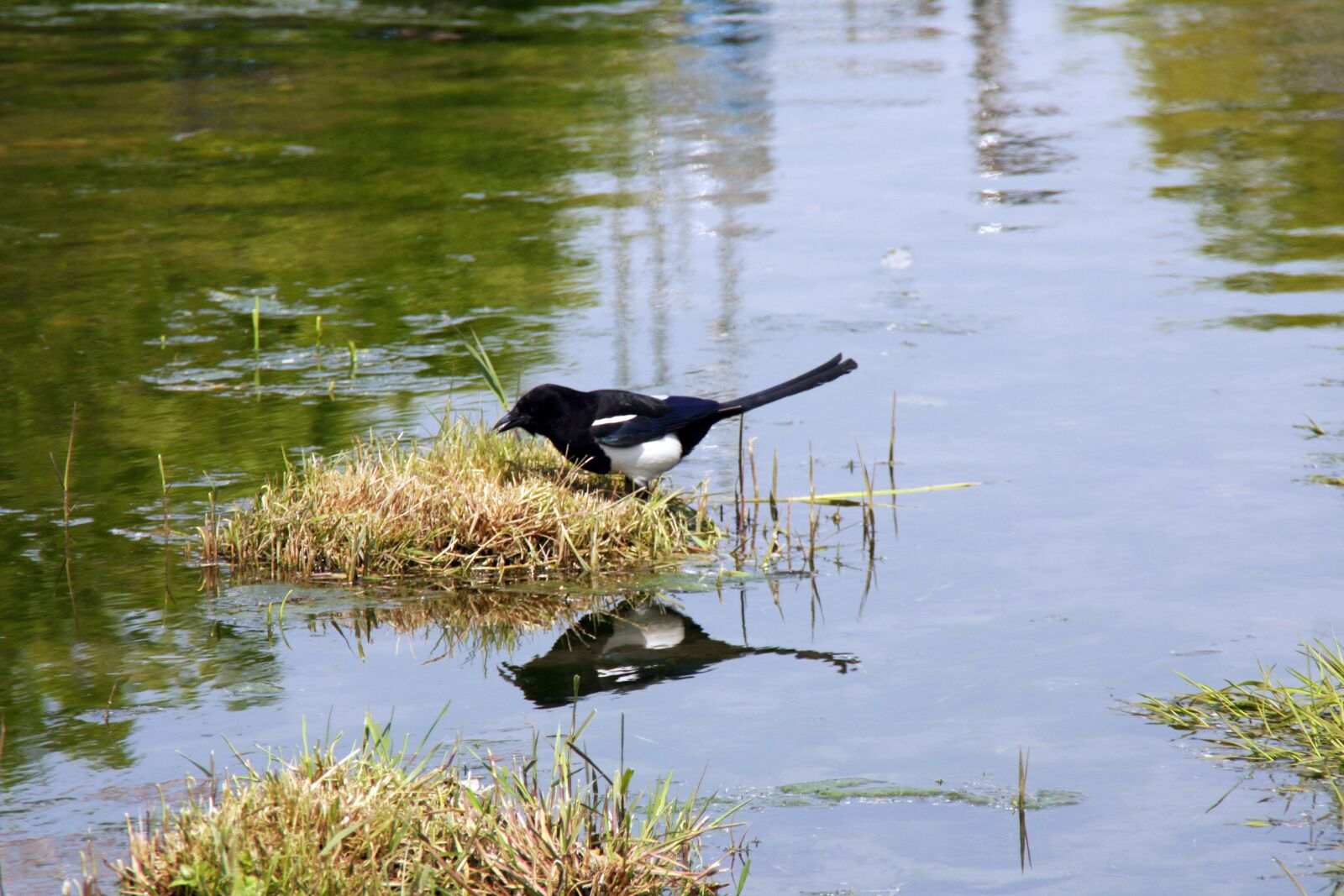 Canon EOS 40D sample photo. Magpie, water, nature photography