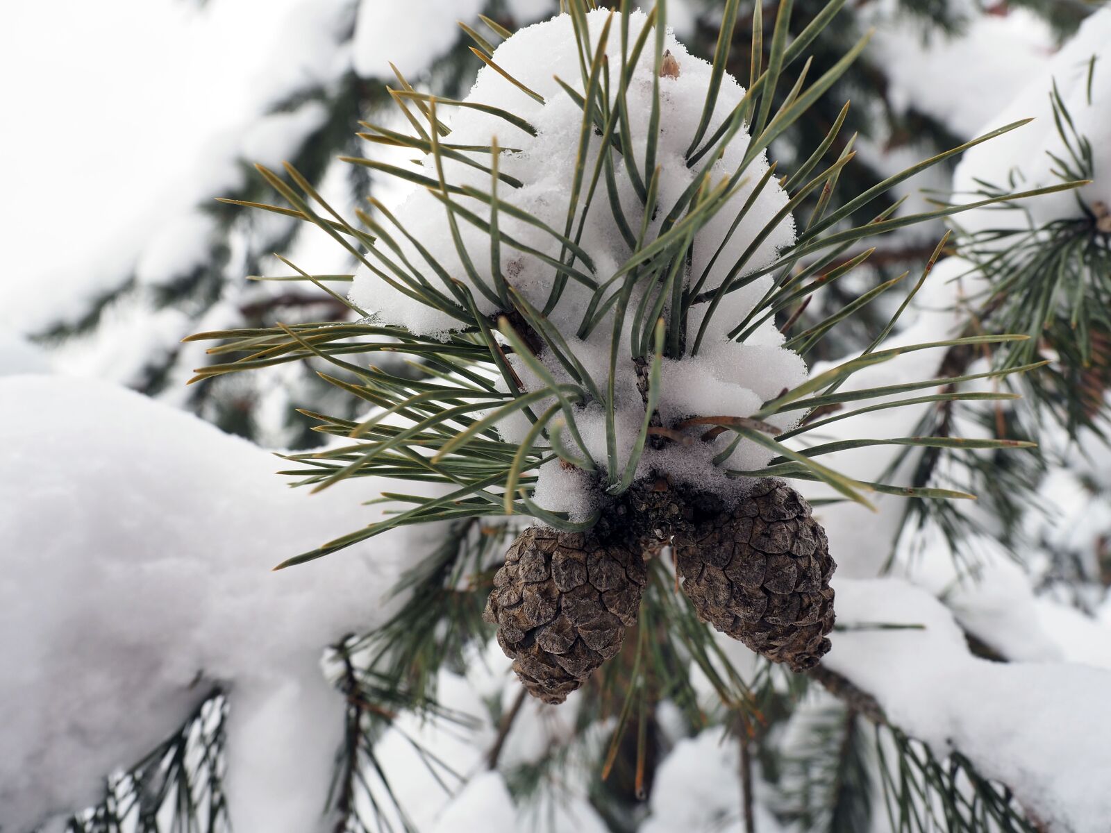 Olympus OM-D E-M5 II + Olympus M.Zuiko Digital ED 12-40mm F2.8 Pro sample photo. Pine cone, pine, nature photography