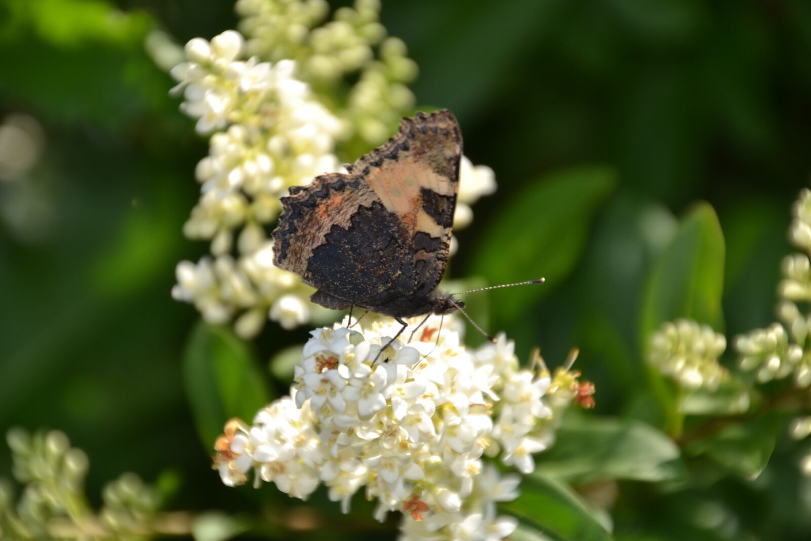 Nikon D3100 sample photo. Butterfly, admiral, insect photography