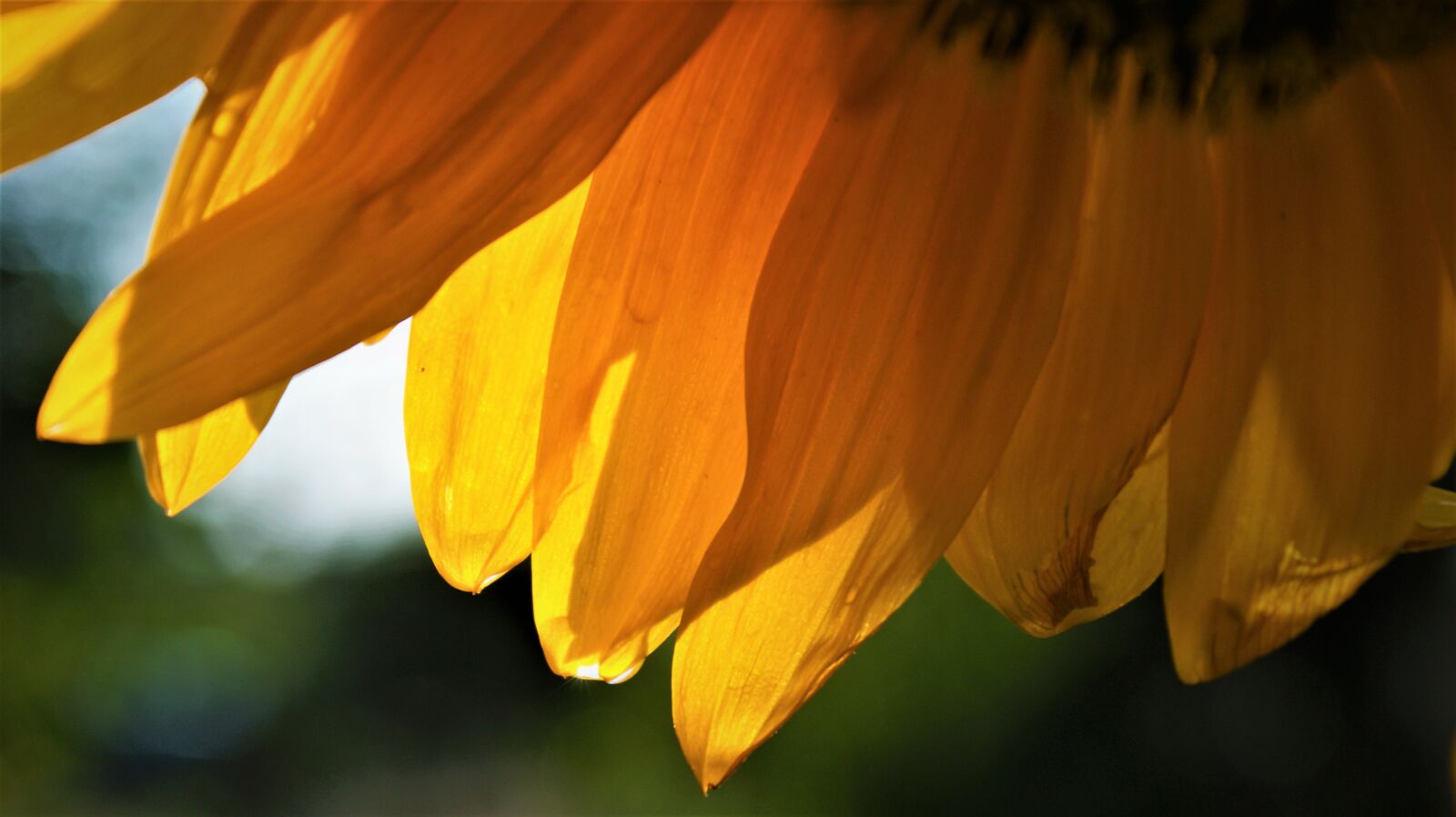 Sony Alpha DSLR-A350 sample photo. Rain, drop, sunflower photography