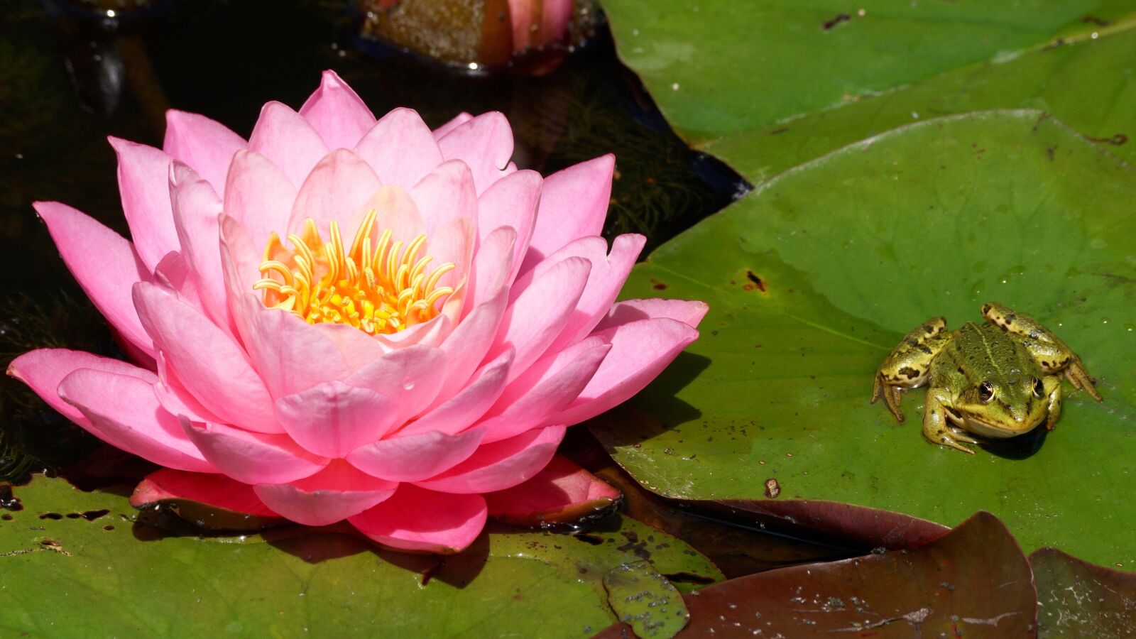 Sony DT 55-300mm F4.5-5.6 SAM sample photo. Water lily, aquatic plant photography