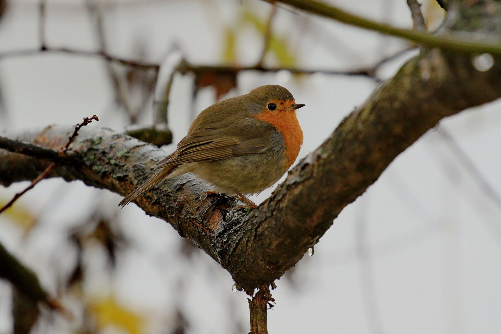 Canon EOS 7D Mark II sample photo. Songbird, singing, bird photography