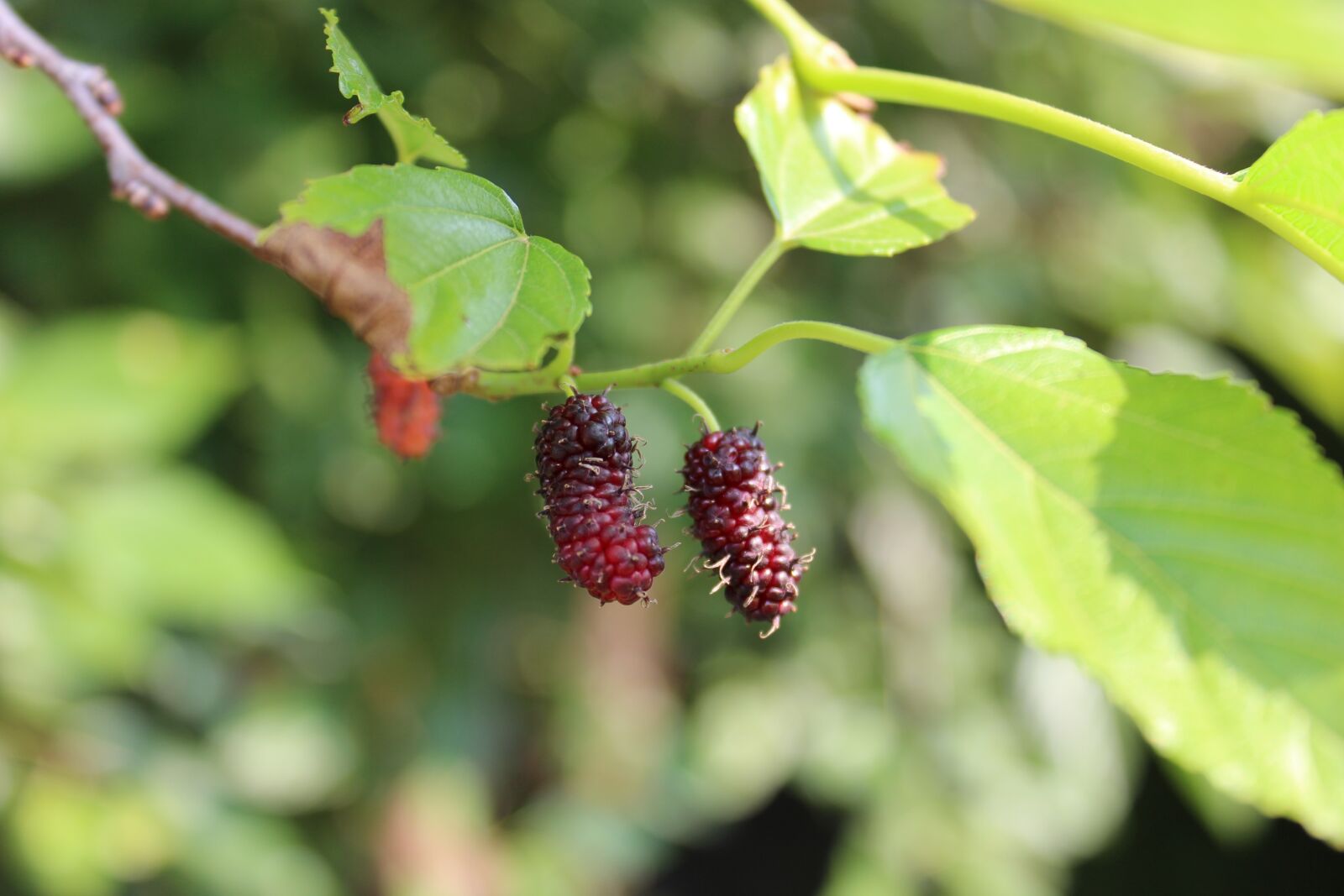 Canon EOS 600D (Rebel EOS T3i / EOS Kiss X5) sample photo. Mulberry, flying photography